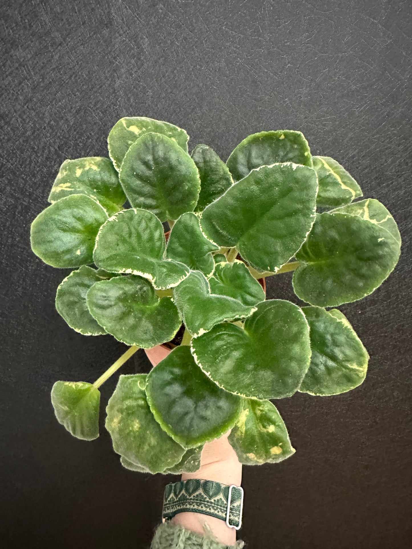 Harmony’s Mean Green African Violet 4in