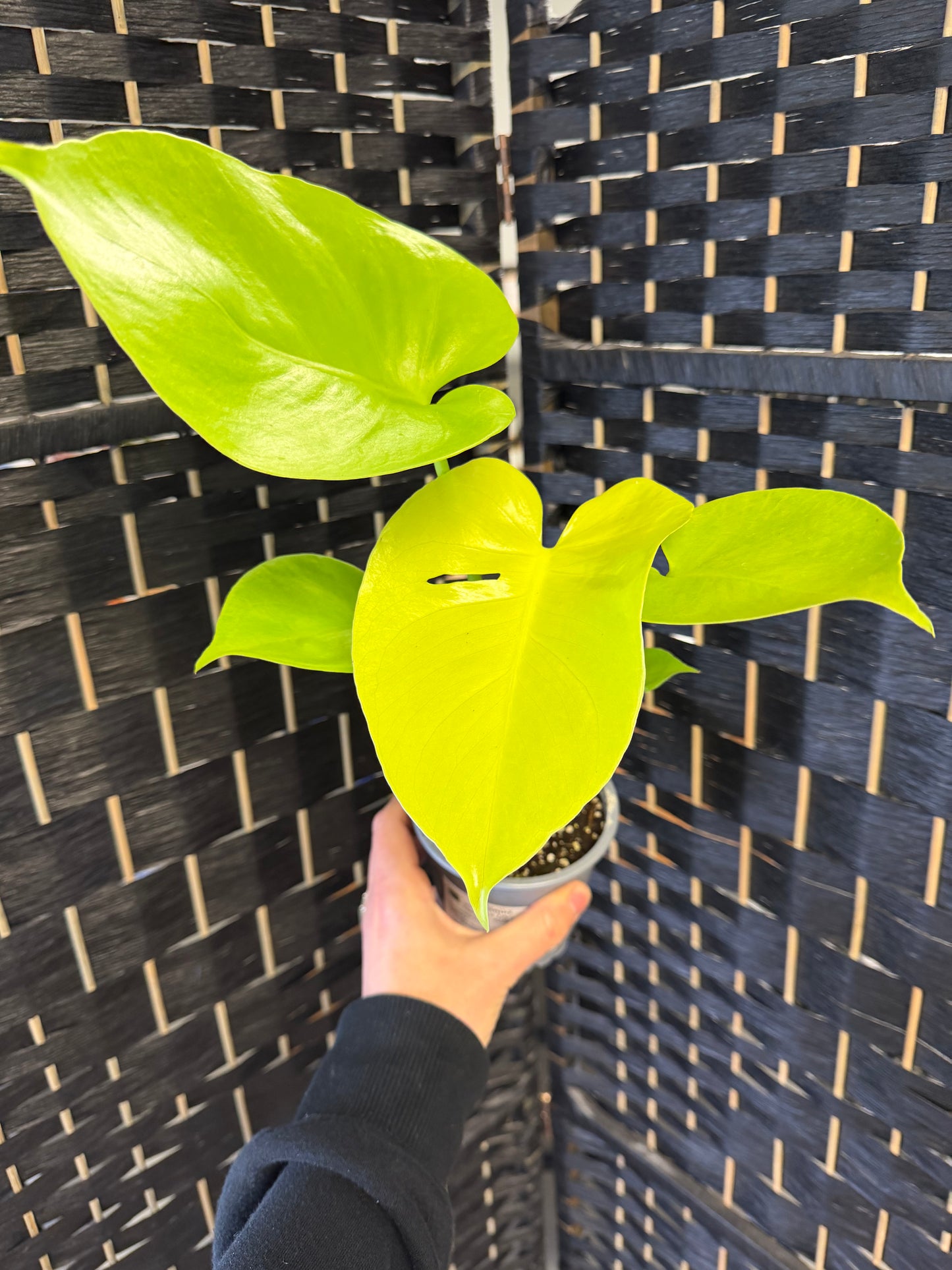 Lemon Lime Monstera 4in