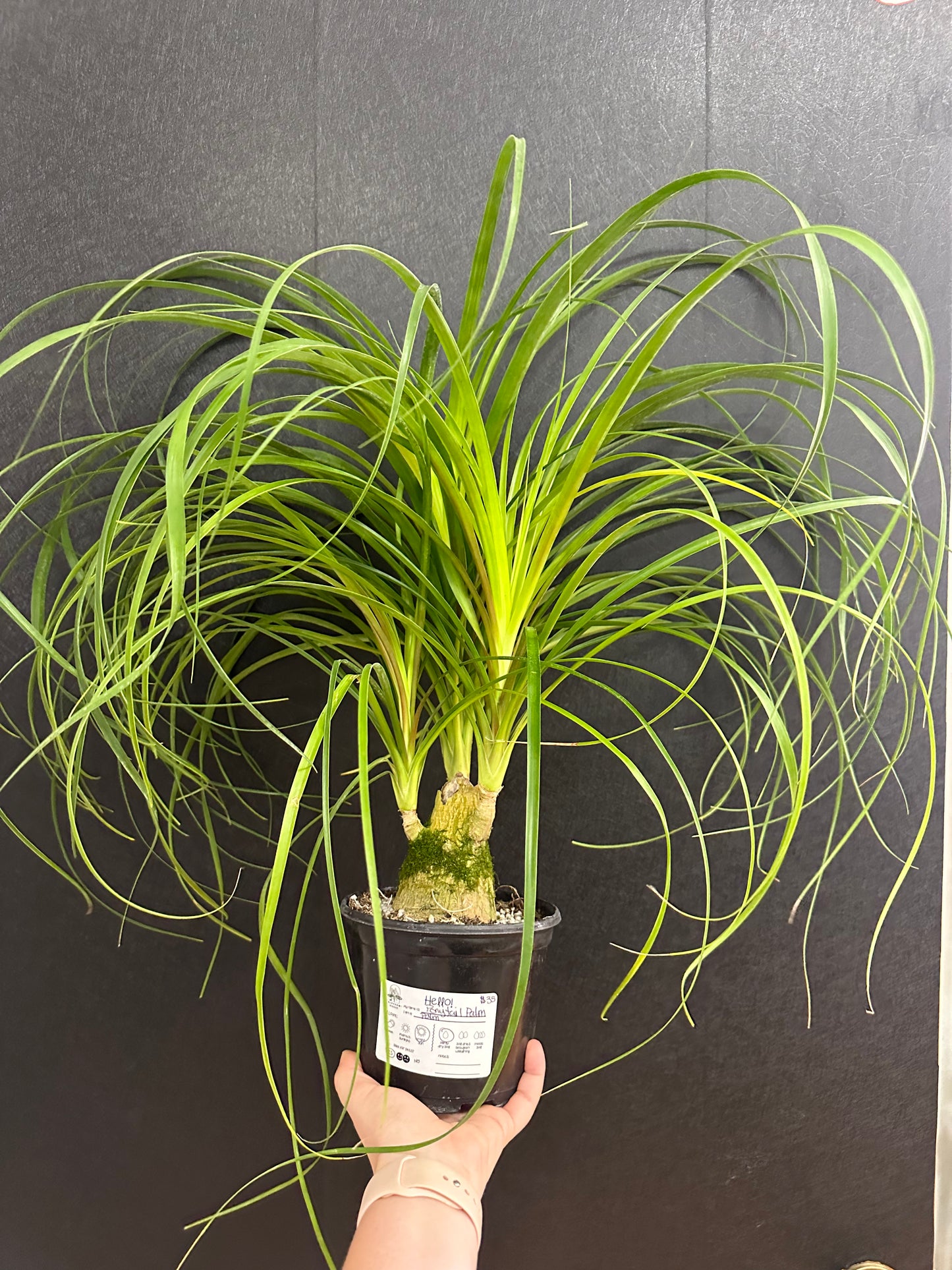 Ponytail Palm Stump, 6in