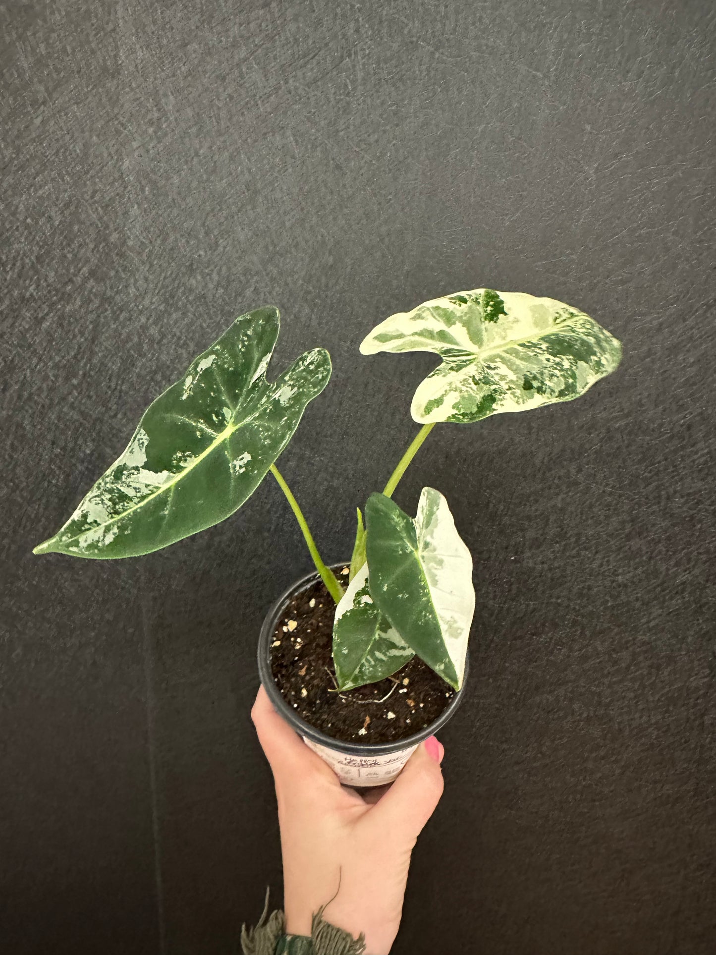 Alocasia Frydek Variegated 4in