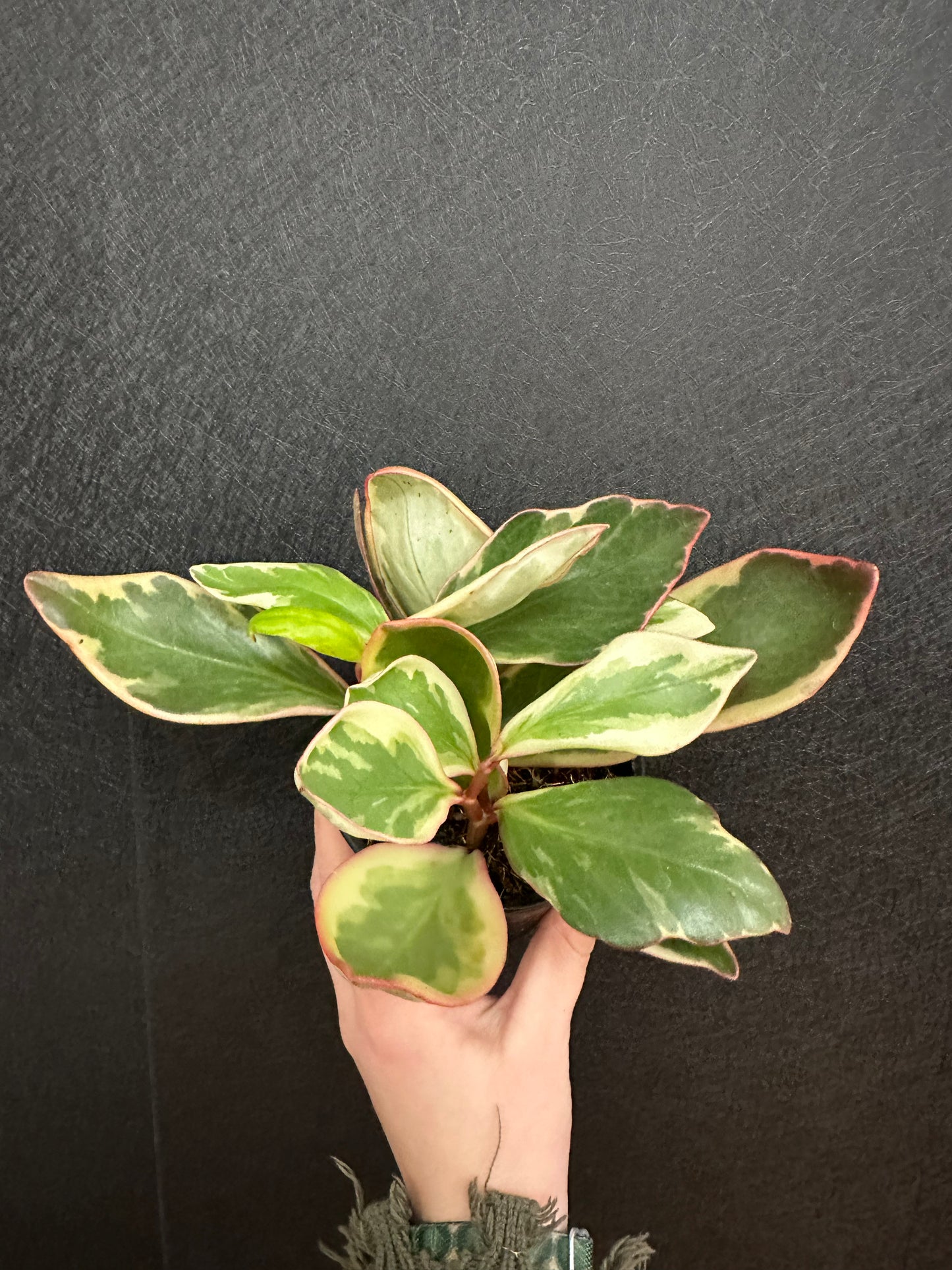 Ginny Pepermonia 4in