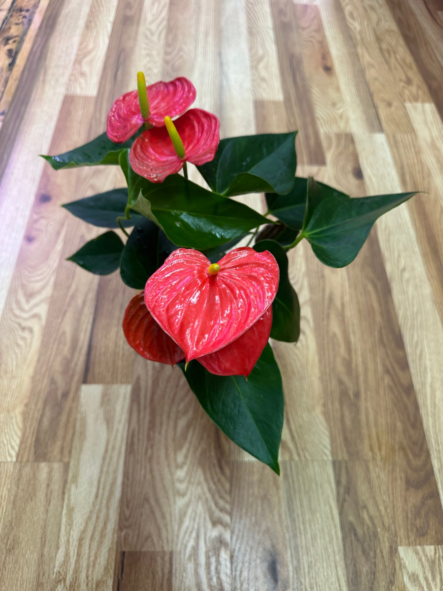 Red Anthurium 4in