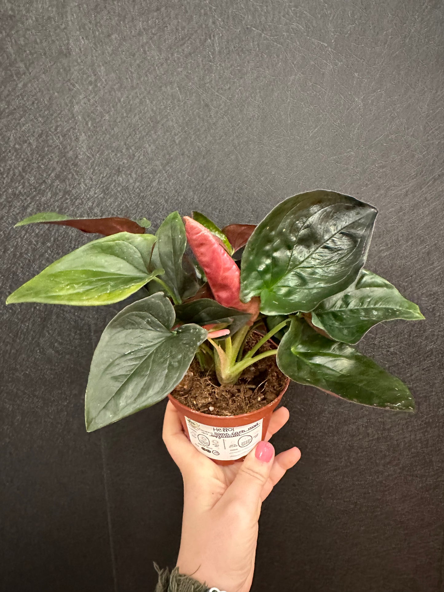Llano Carti Road Syngonium 4in