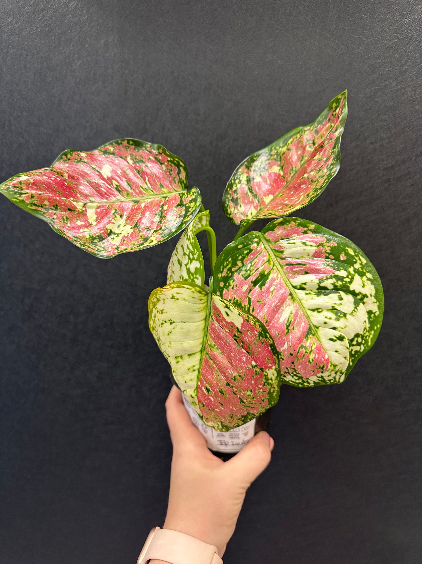 Aglaonema Tri Color 4in