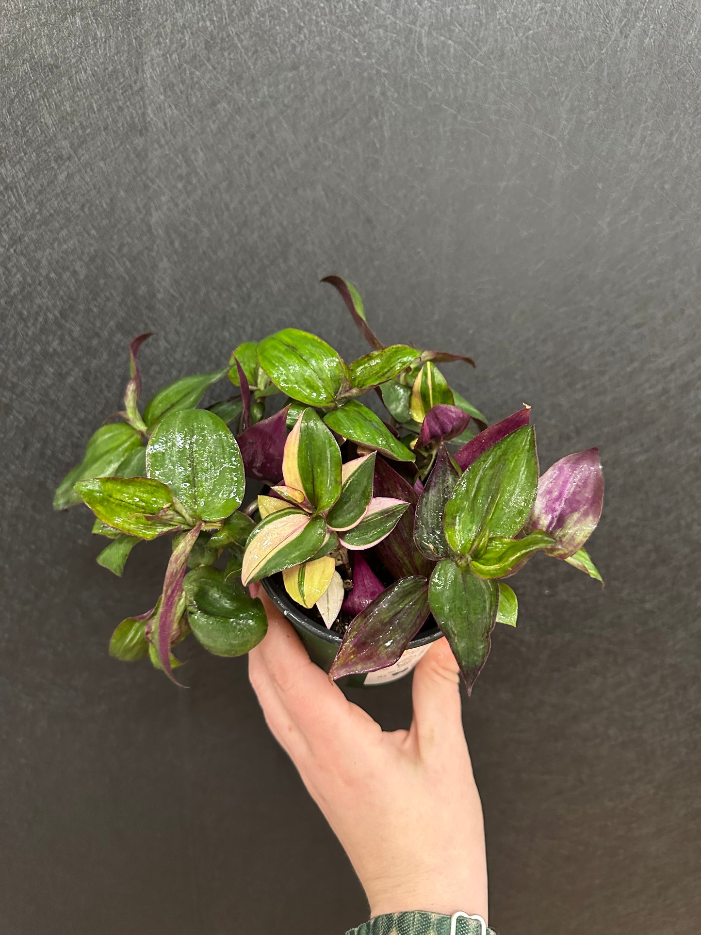 DisColor Tradescantia 4in