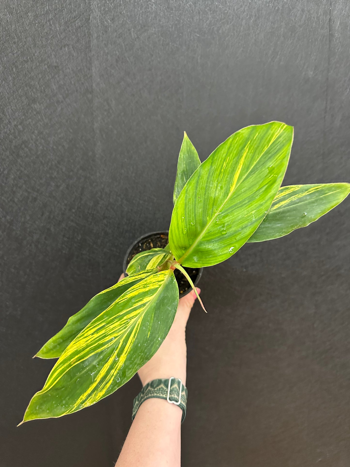Shell Ginger, Variegated 4in