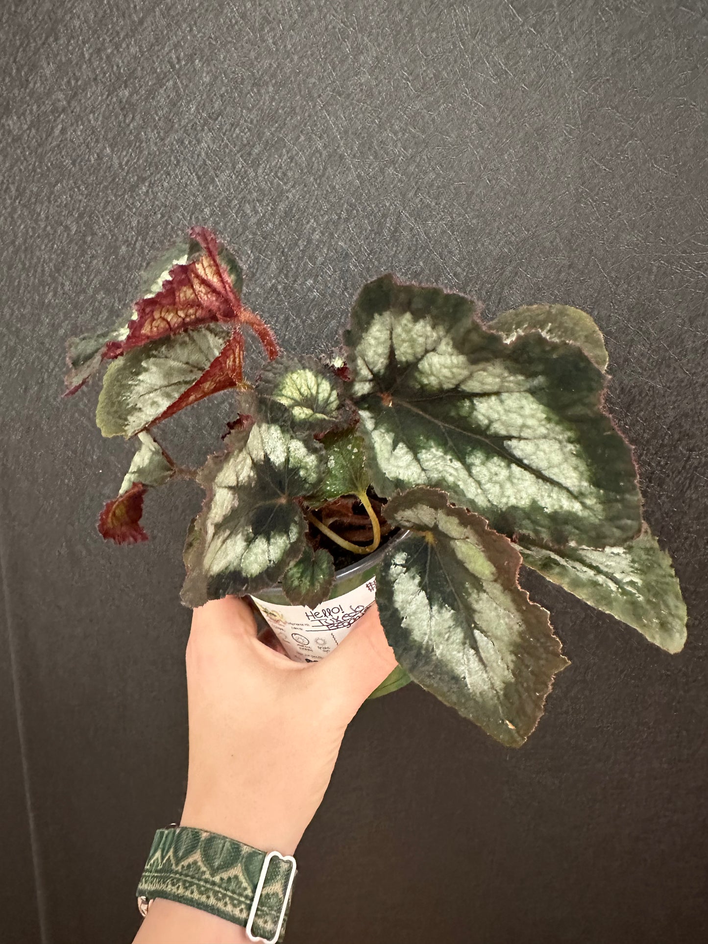 Tuxedo Begonia 4in