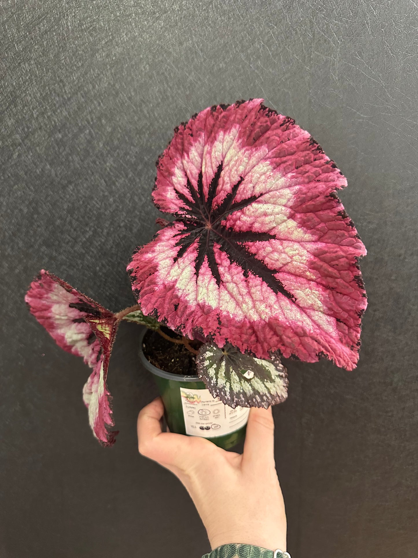 Fire Woman Begonia 4in