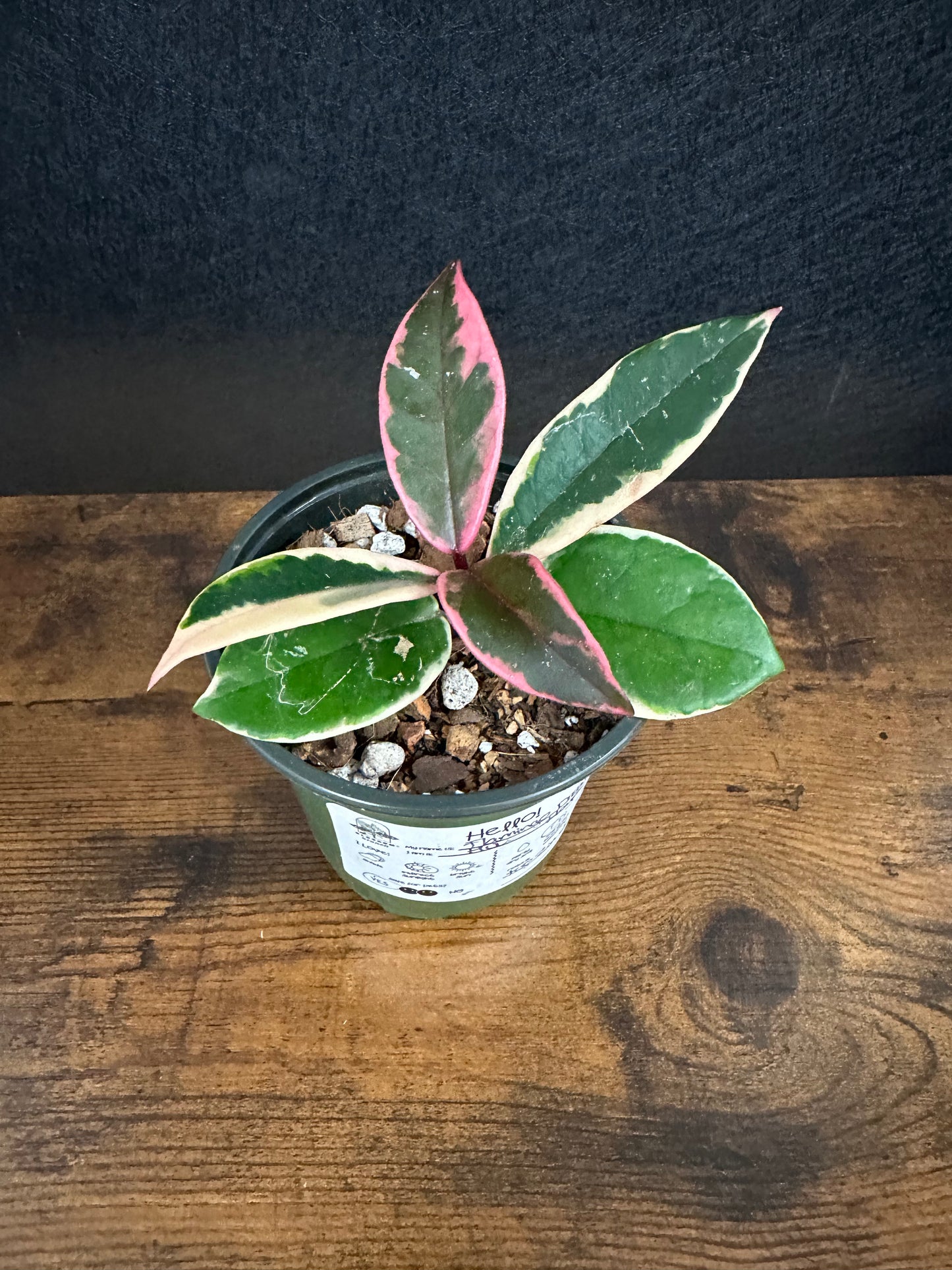 Flamingo Dream Hoya 4in