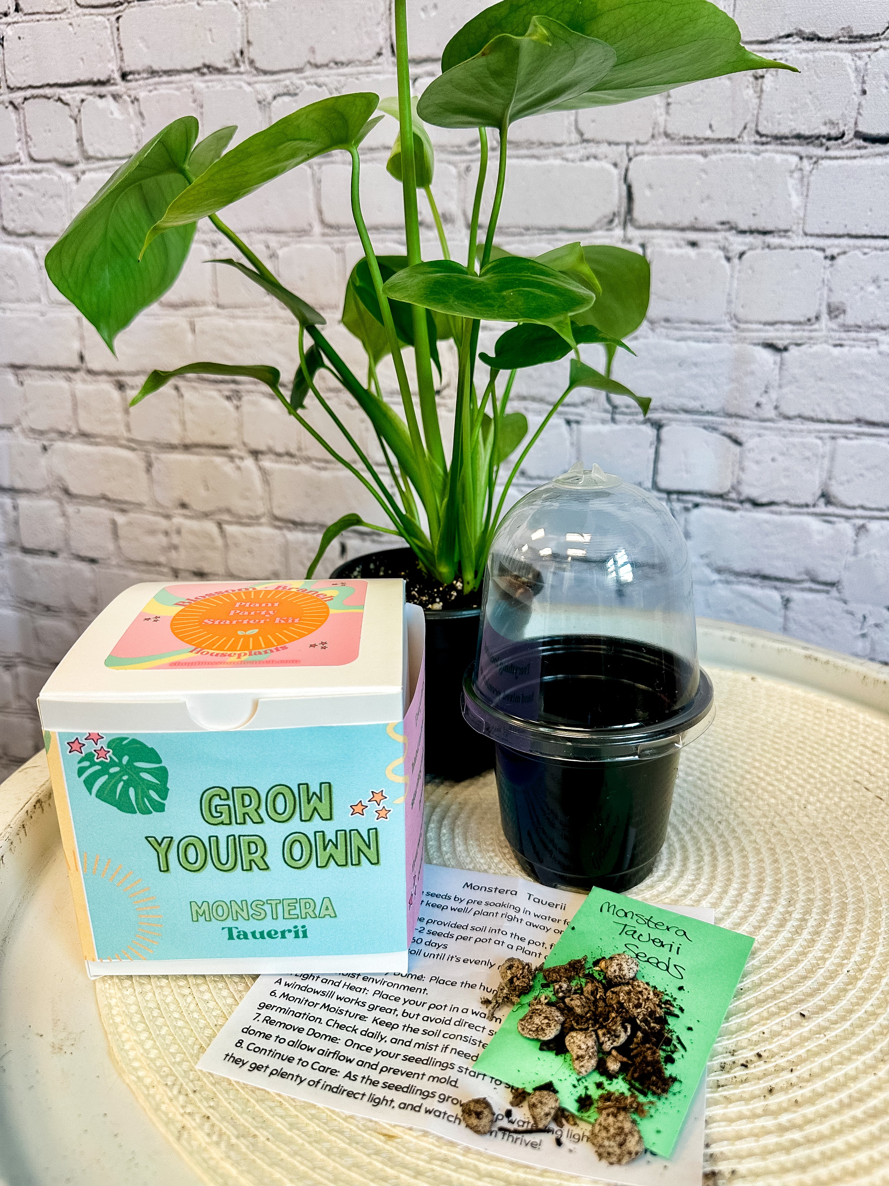 growing monstera from seed Grow Your Own Kit: Monstera – Blossom + Branch Houseplants