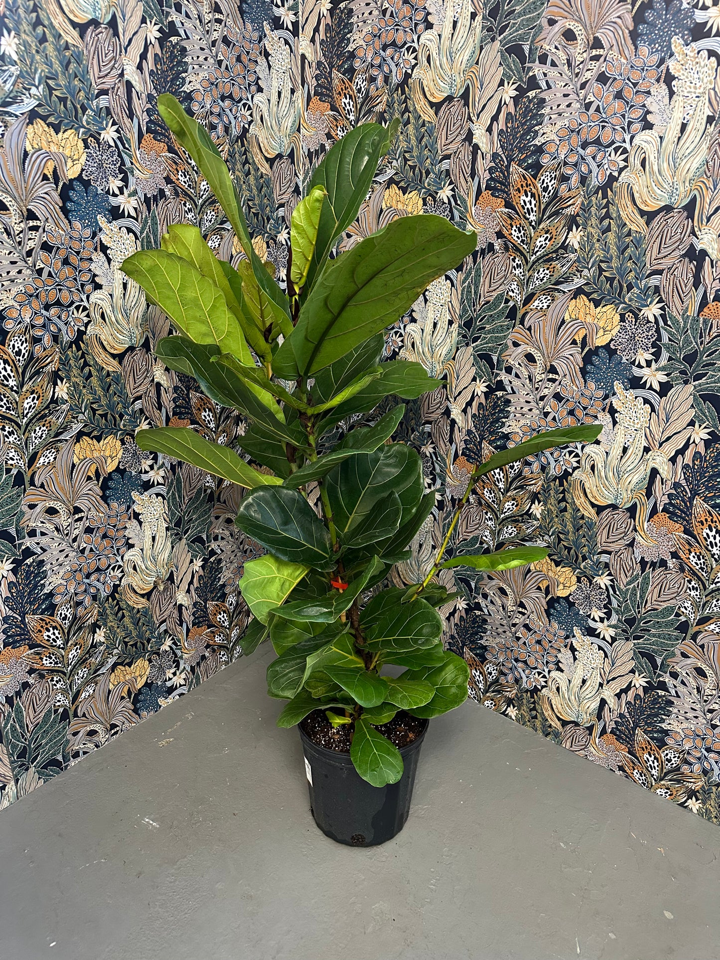 Fiddle Leaf Fig-4ft