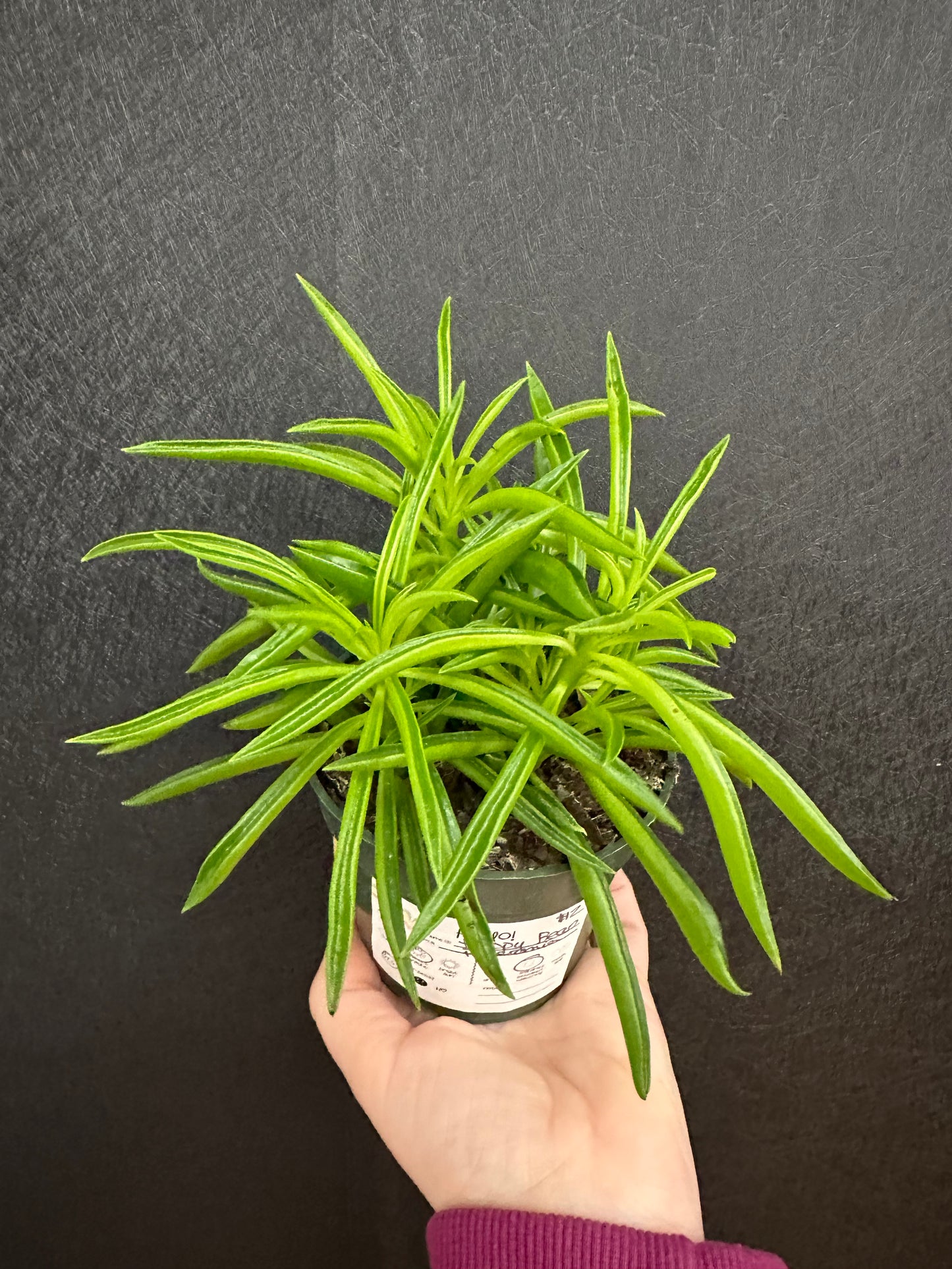 Happy Bean Pepermonia 4in