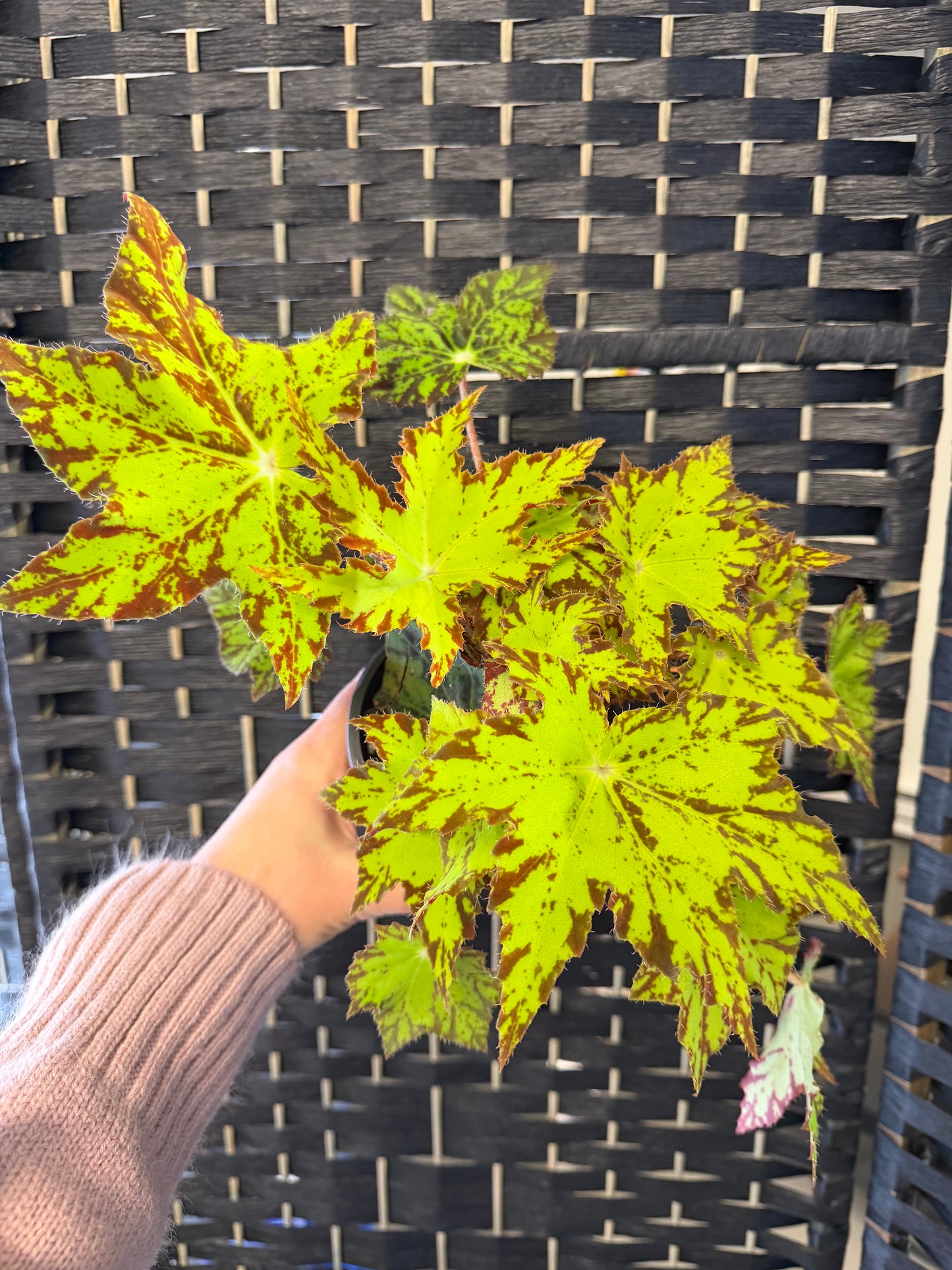 Geometry Begonia 4in