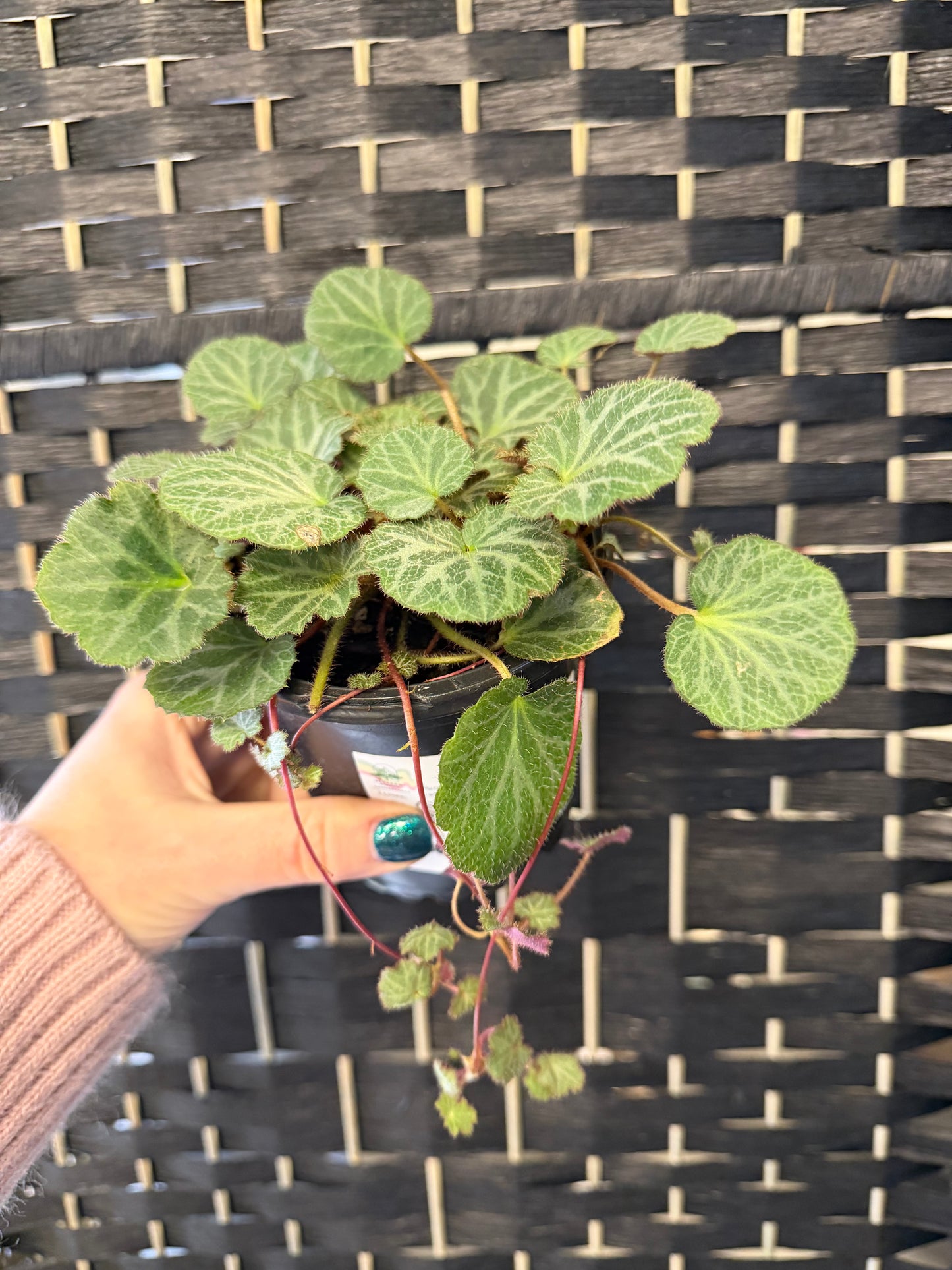 Strawberry Begonia 4in