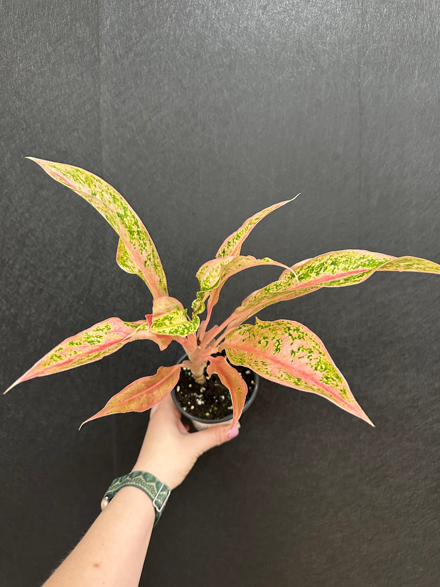 Amber Aglaonema 4in
