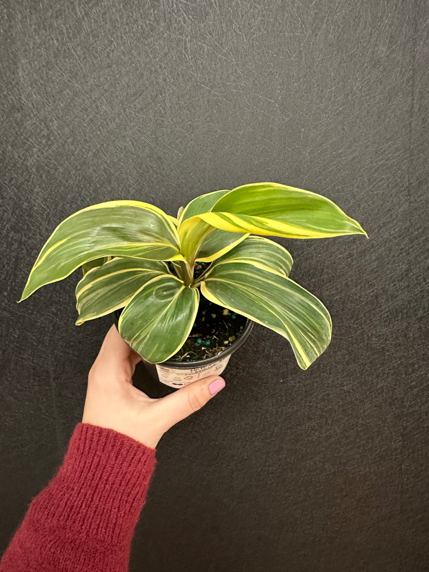 Chocolate Queen Cordyline 4in