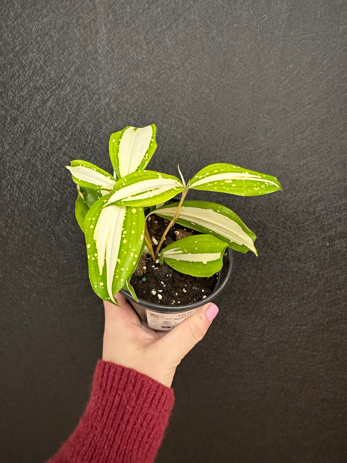 Milky Way Dracaena 4in