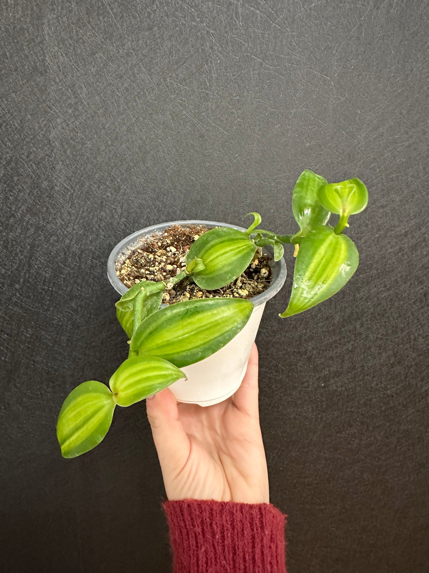 Aurea Vanilla Orchid Variegated 4in