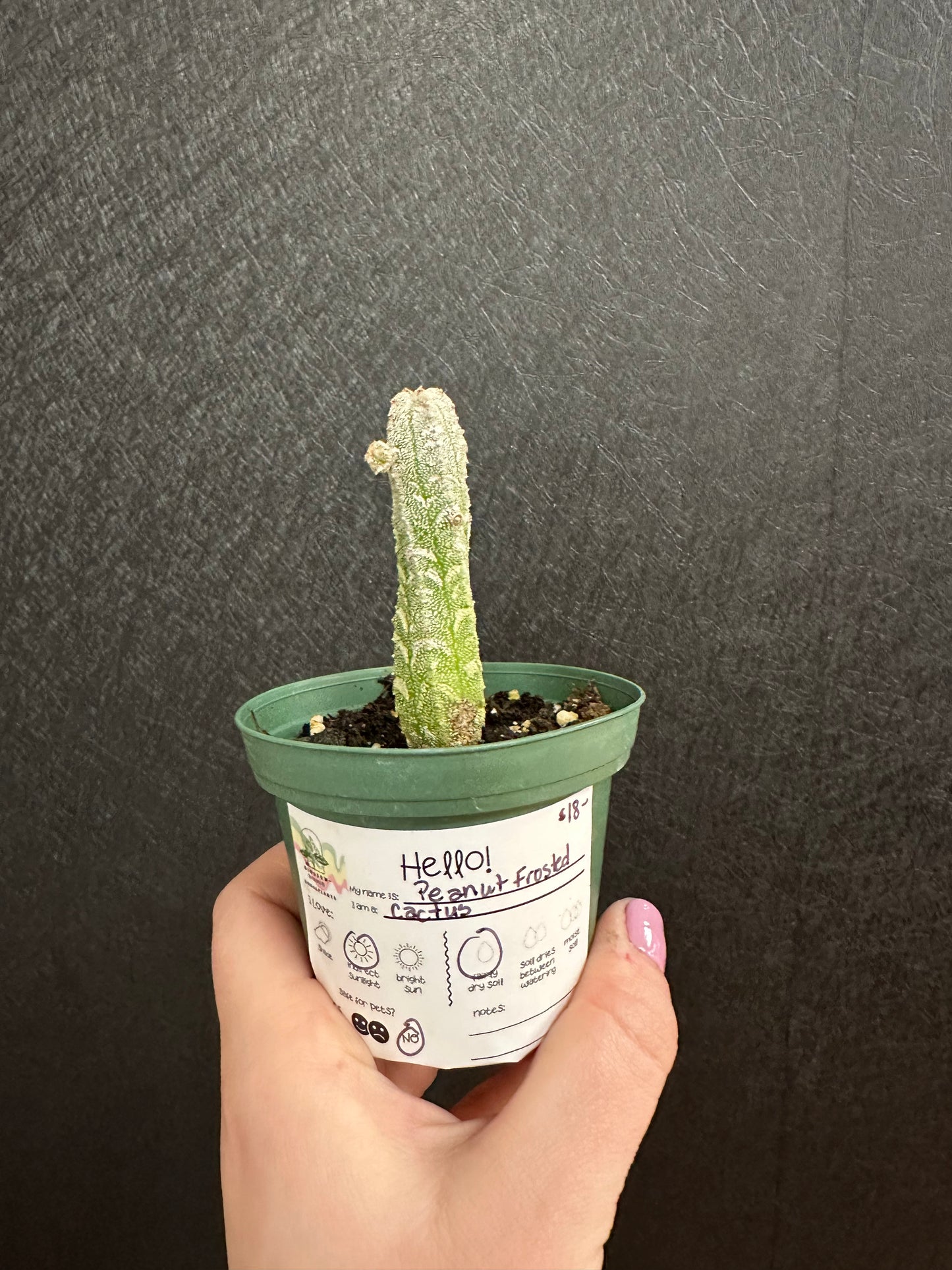 Peanut Frosted Cactus 2in