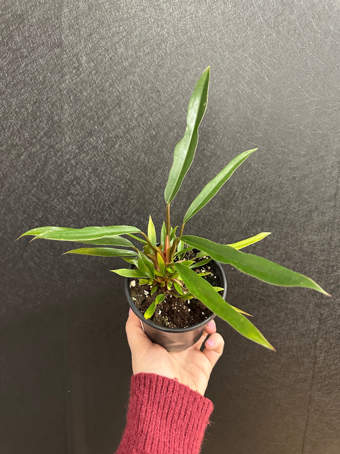 Pluto Hybrid Philodendron 4in