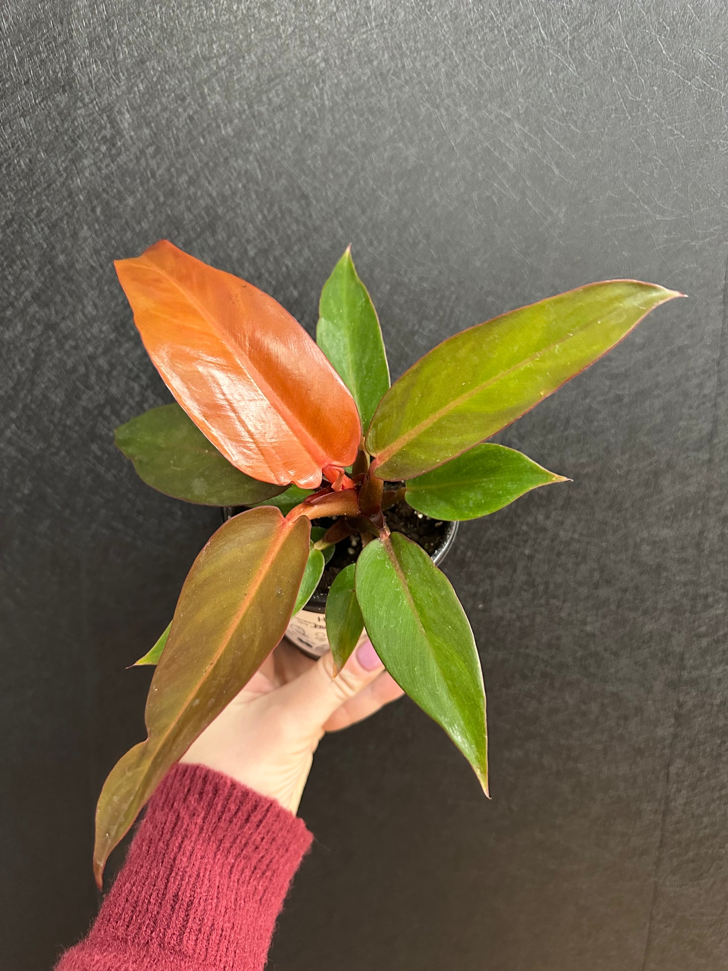 Sun Red Philodendron 4in