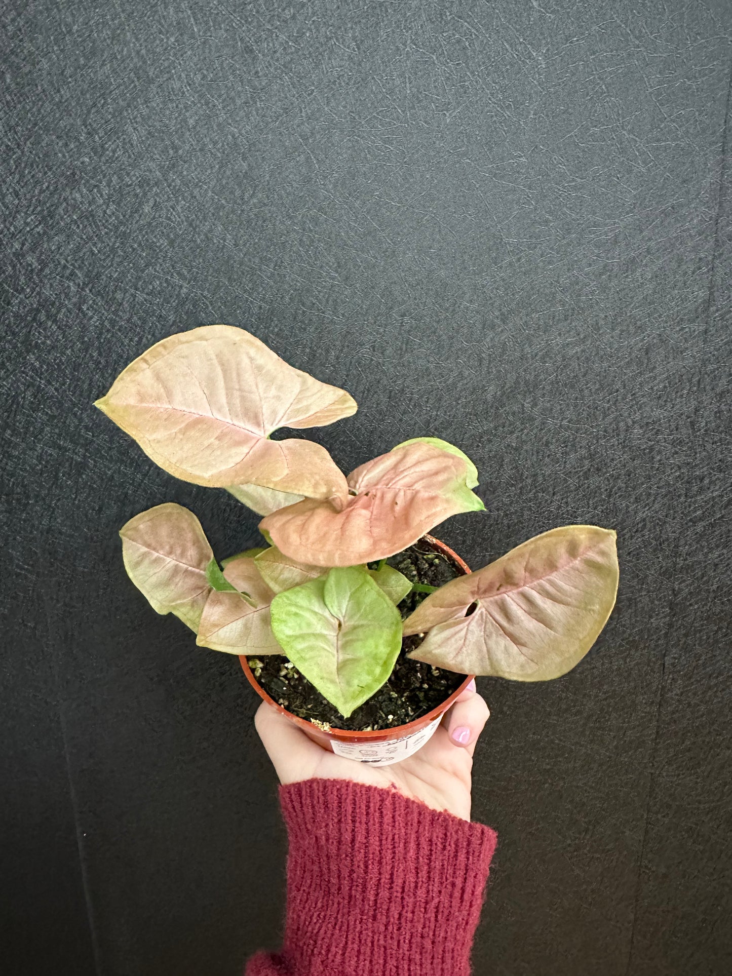 Neon Robusta Syngonium 4in