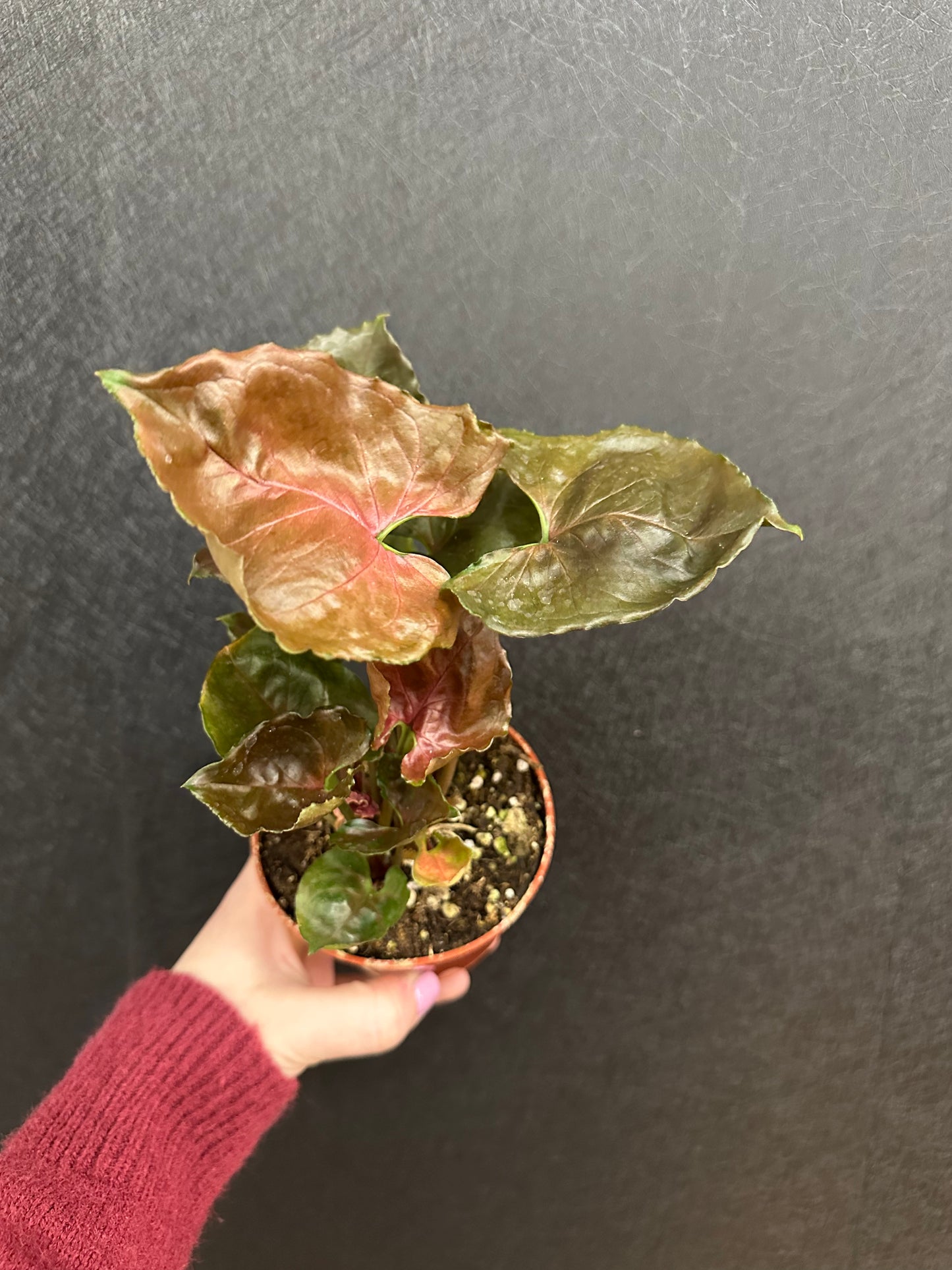 Maria Allusion Syngonium 4in