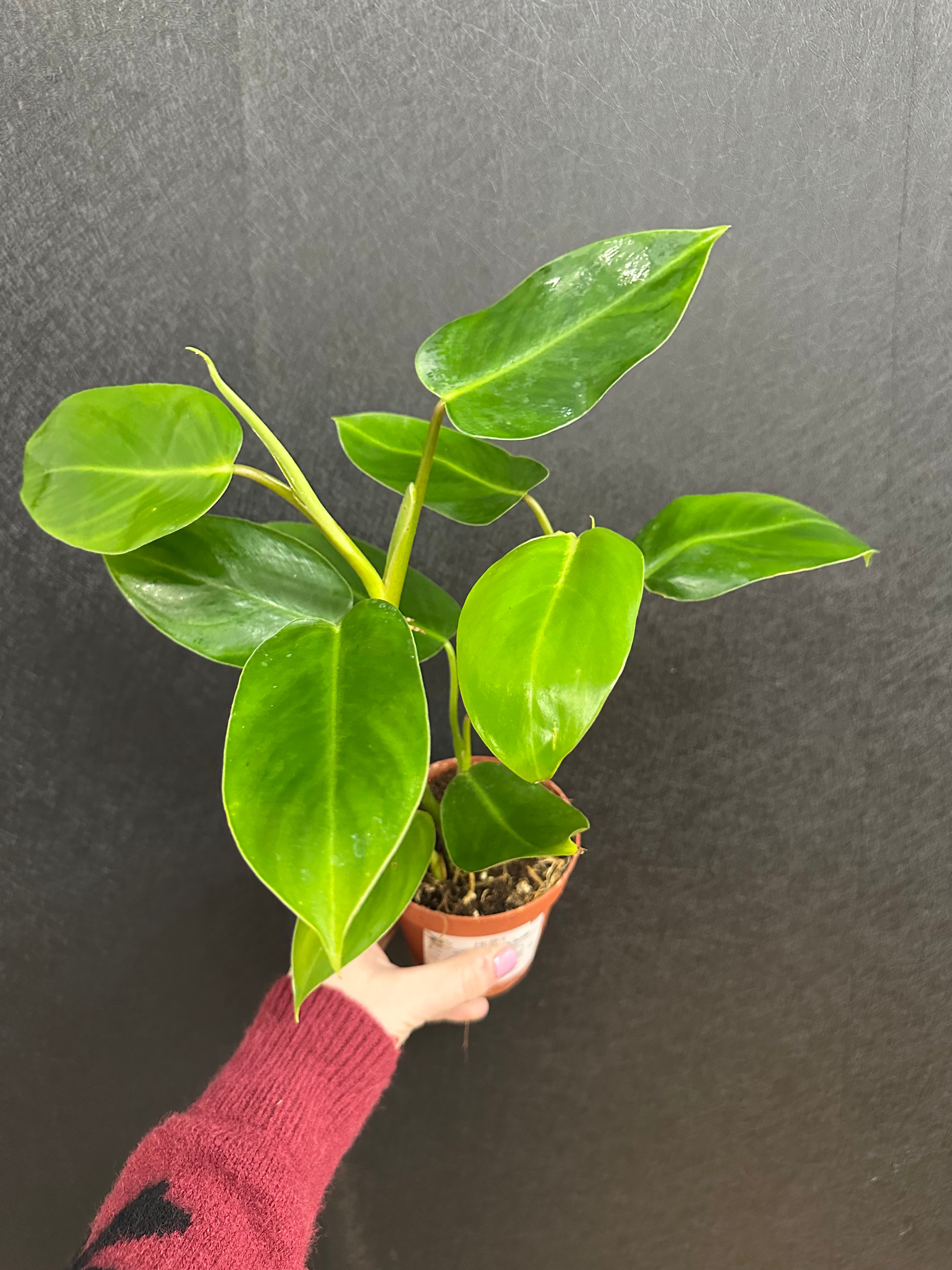 emerald gem philodendron Emerald Green Philodendron 4in – Blossom + Branch Houseplants