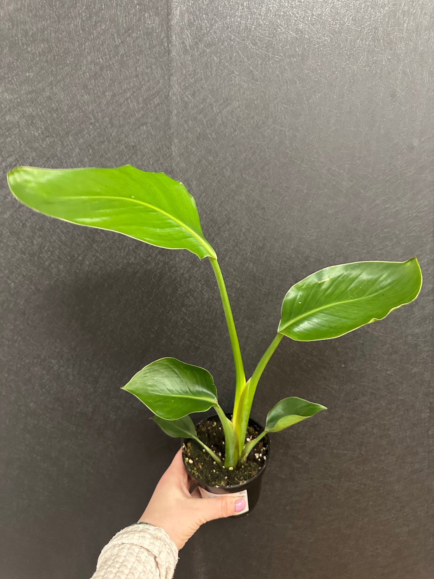 Bird of Paradise 4in