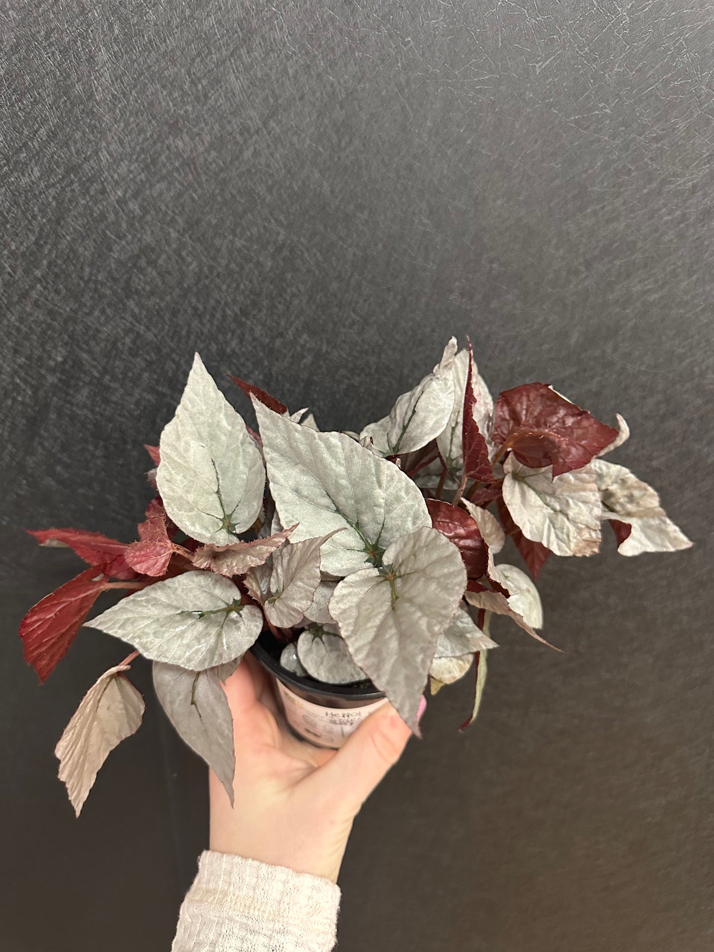 Silver Leaf Begonia