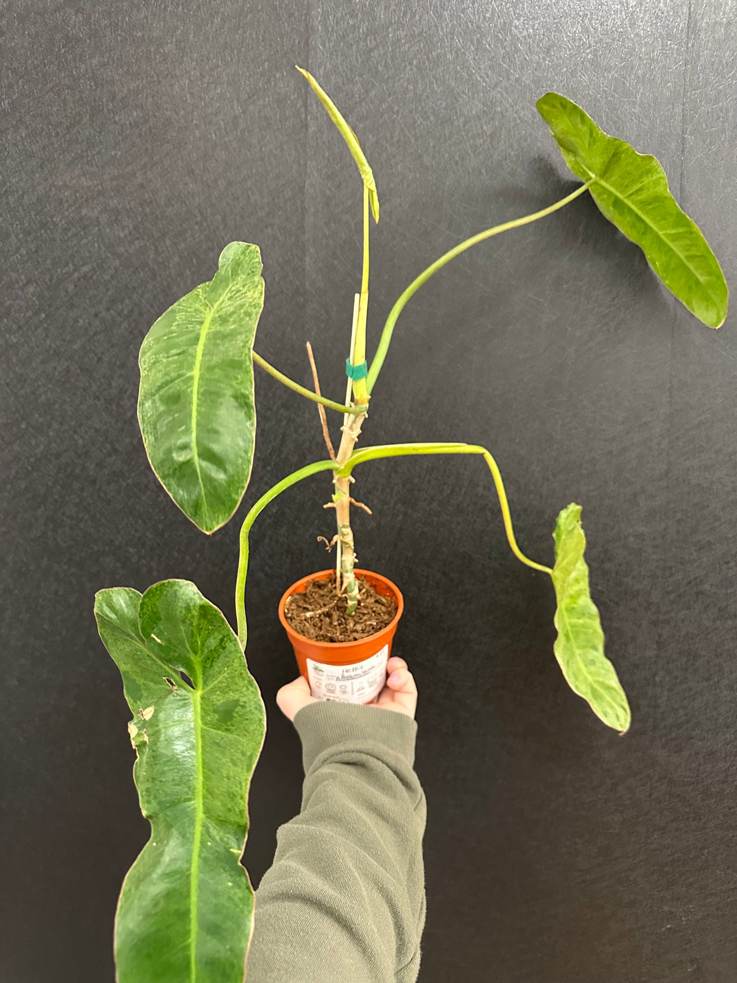 Paraiso Verde Philodendron 4in