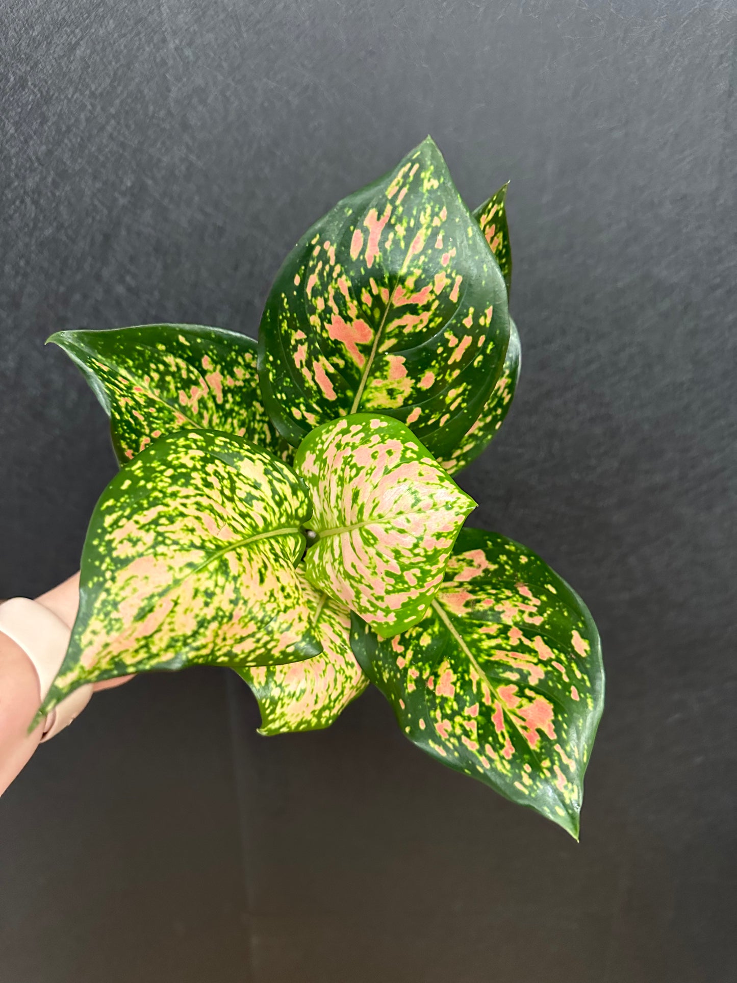 Crimson Love Aglaonema 4in