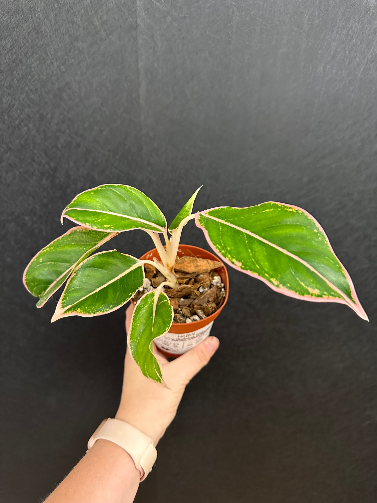 Blushing Pink Korchin Sutra Tricolor Aglaonema 4in