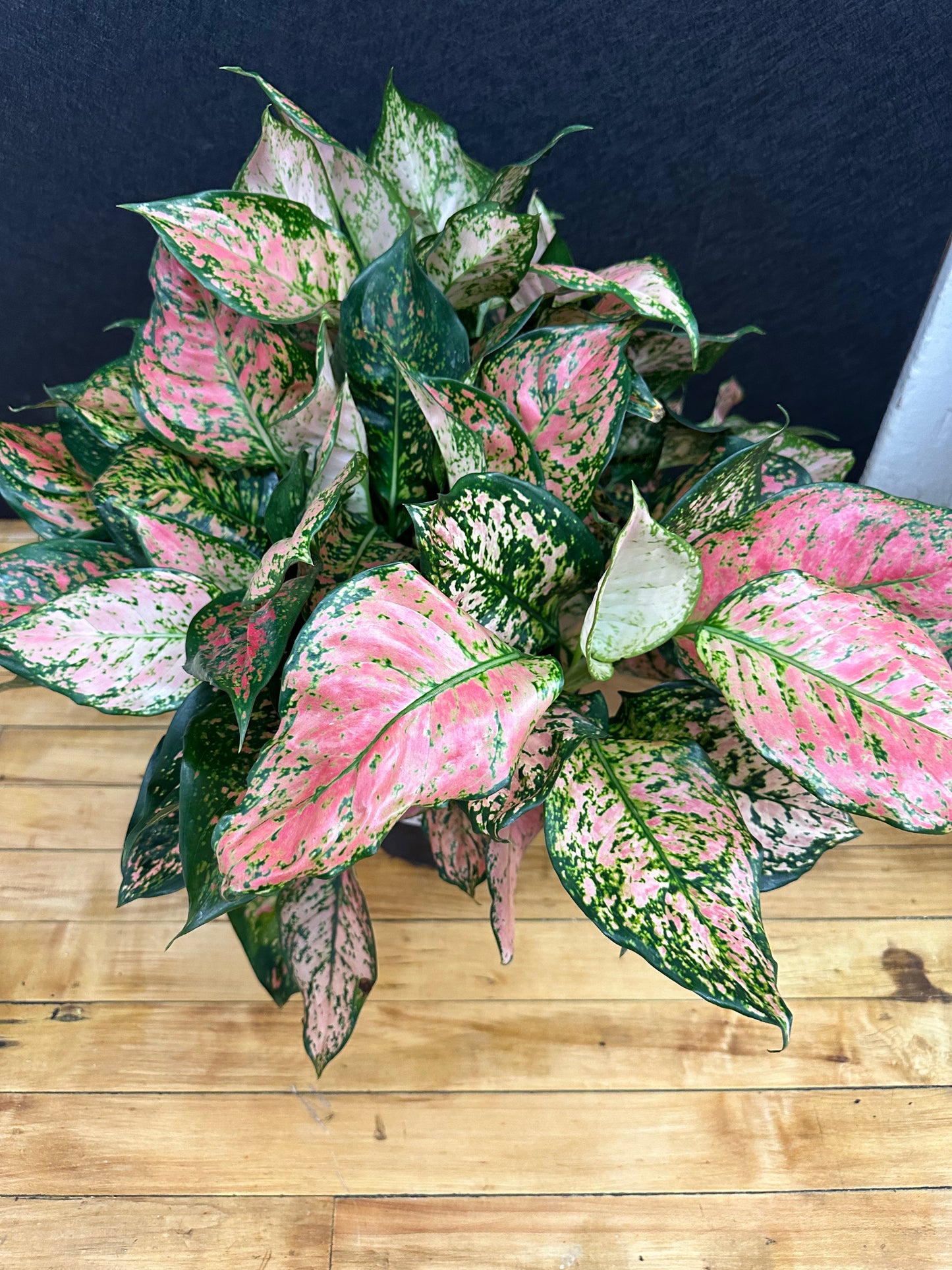Pink Lady Aglaonema 8in