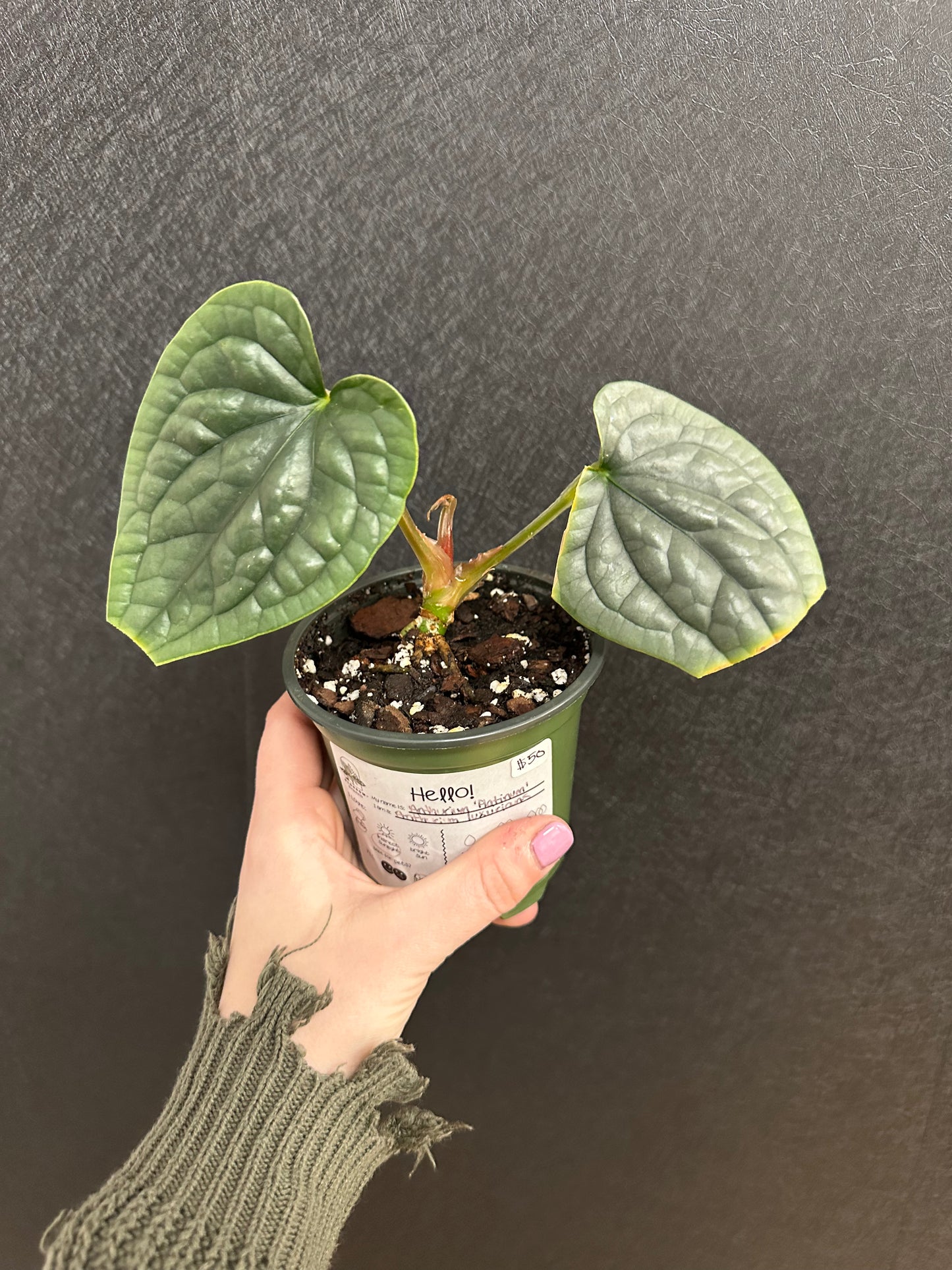 Anthurium Luxurians Platinum