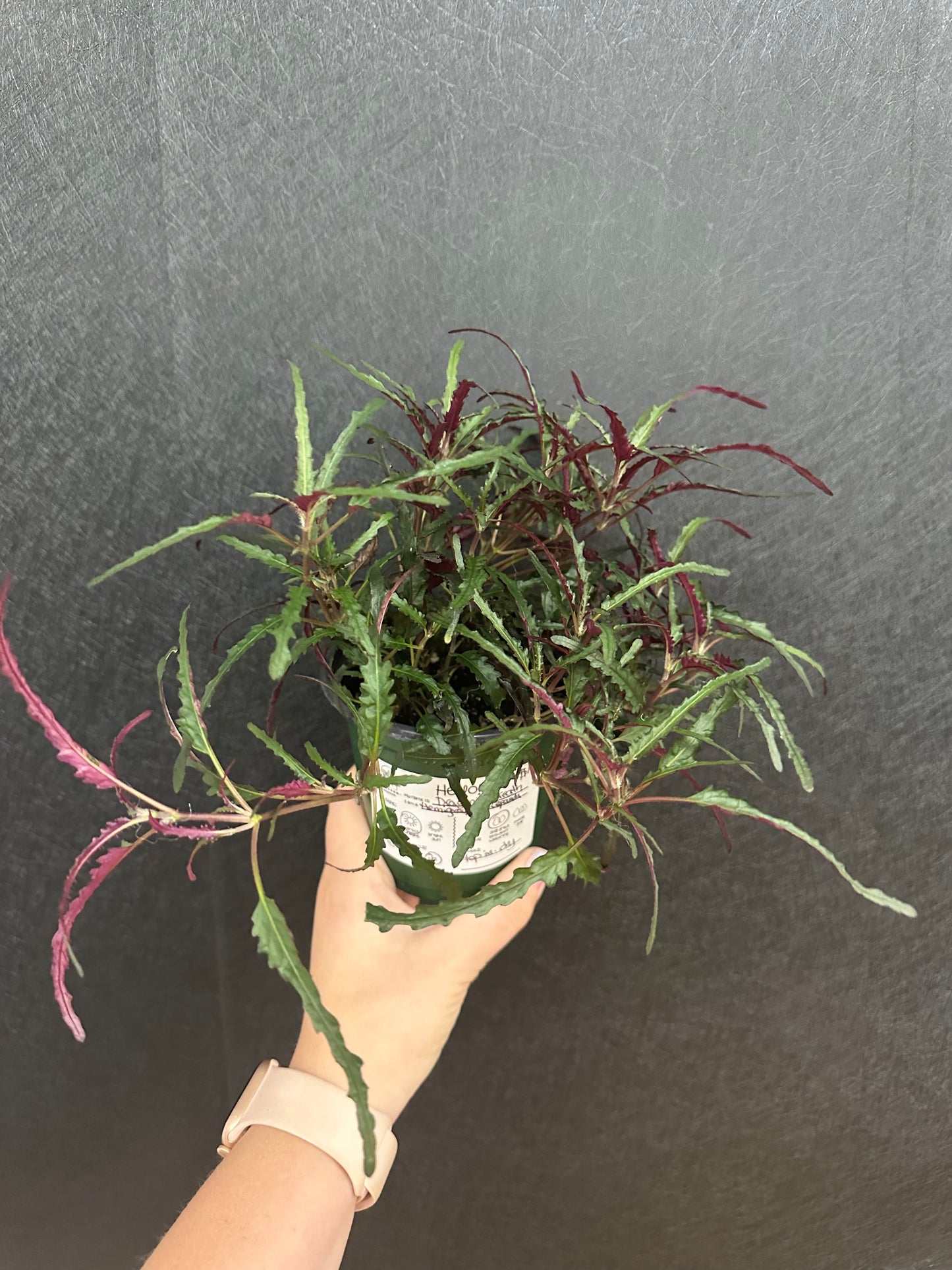 Dragons Breath 4in Hemigraphis Repanda