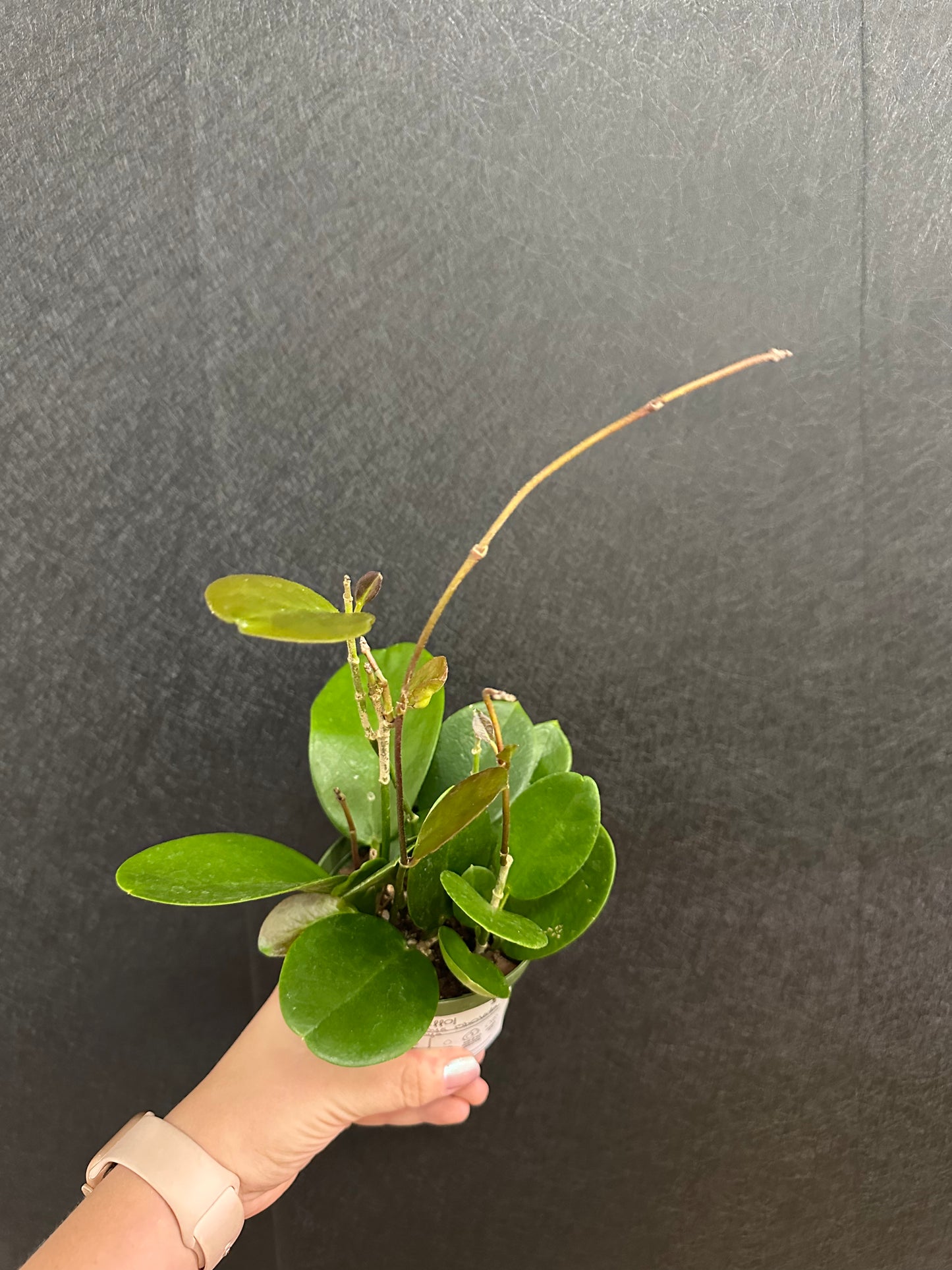 Hoya Obovata 4in