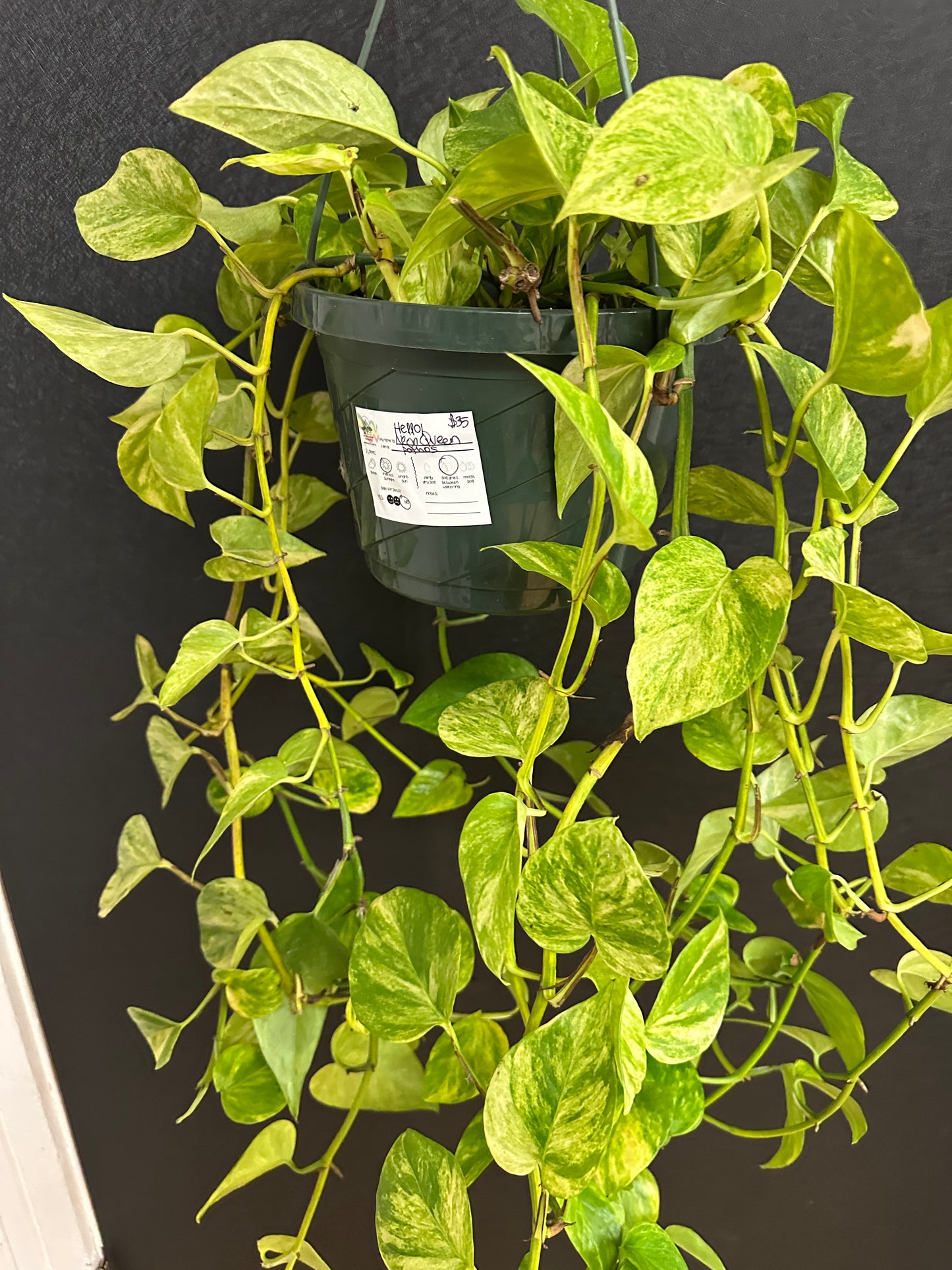 Lemon Lime Philodendron 8in