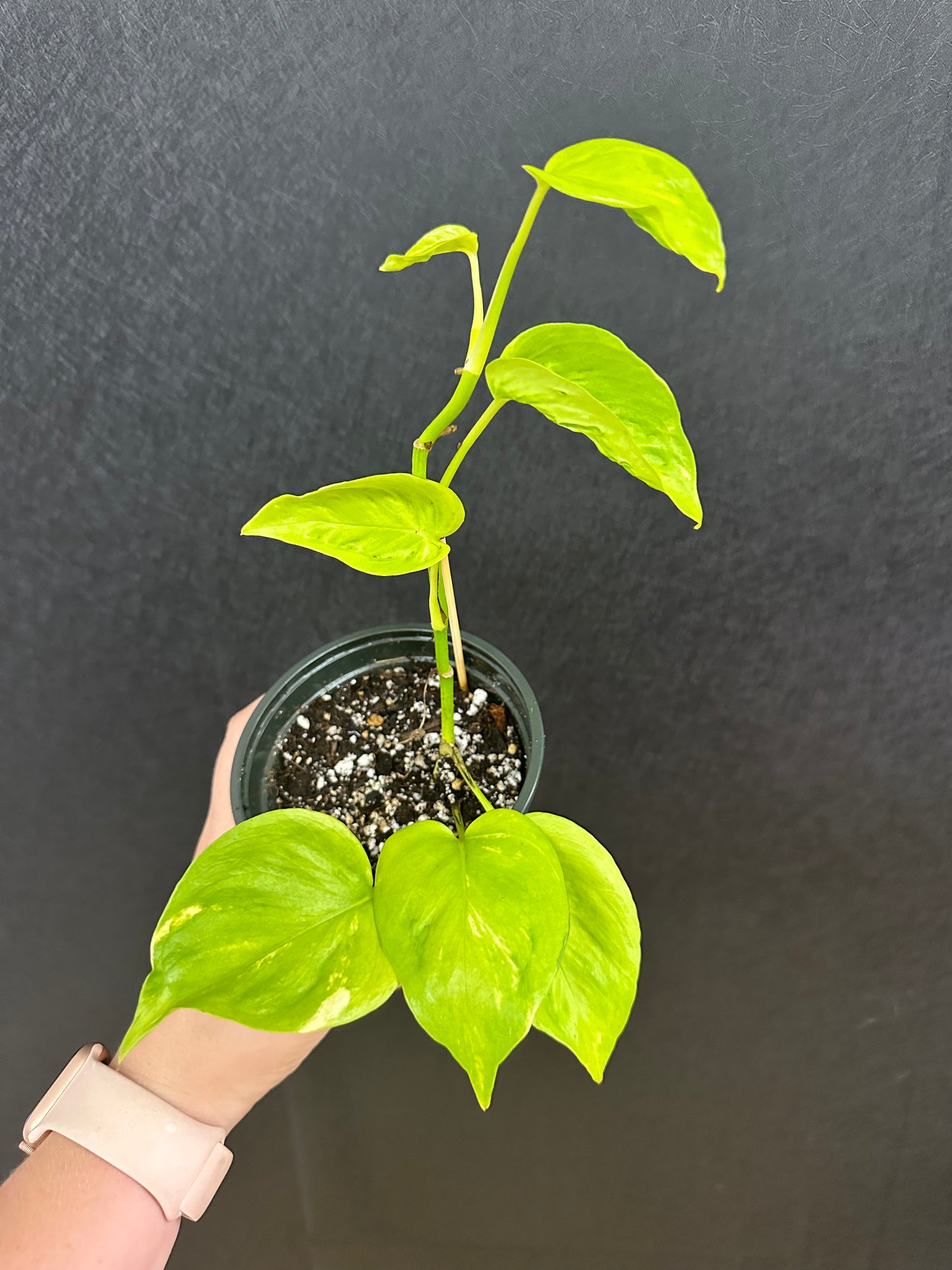 Epipremnum Champs Elysees