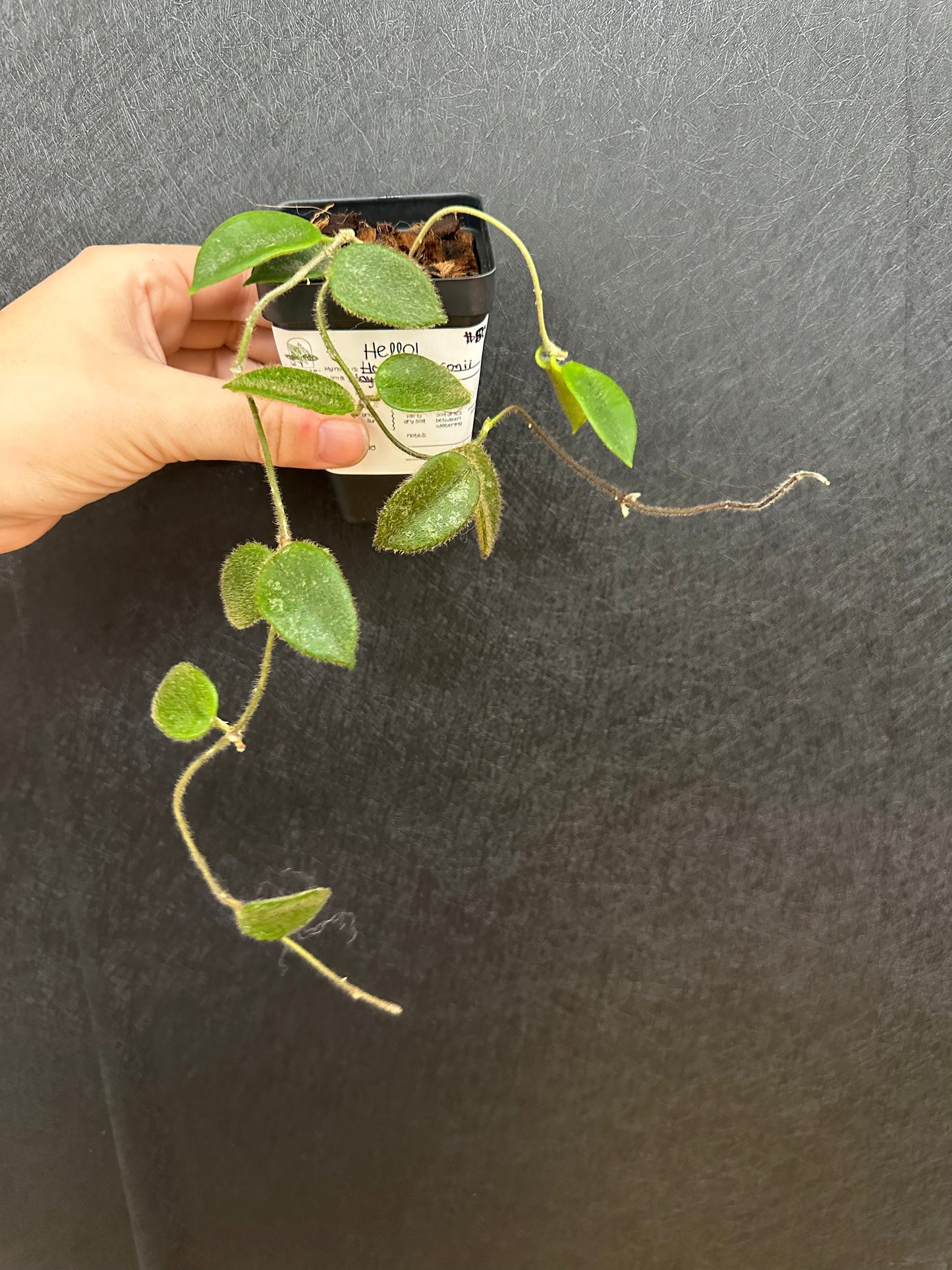 Hoya Thomsonii 3in
