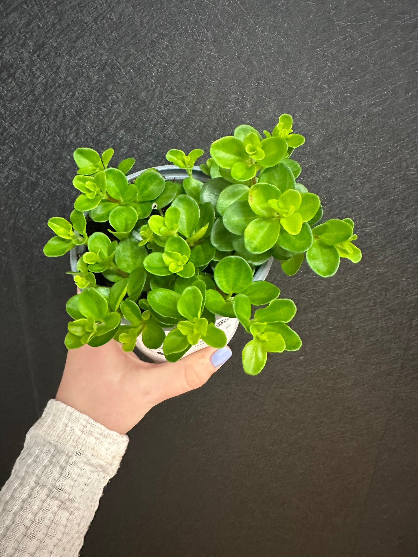 Jitterbug Pepermonia 4in