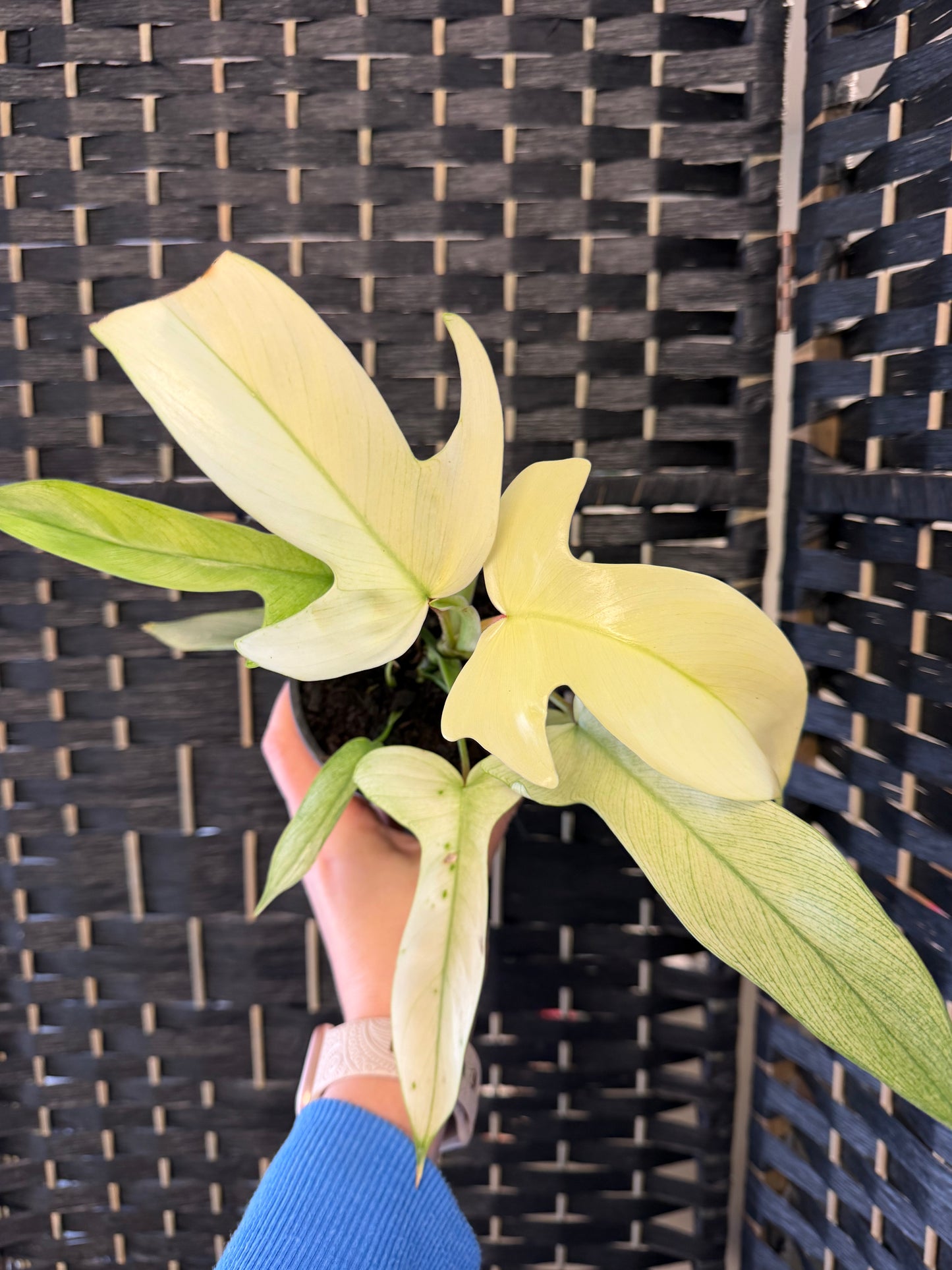 Philodendron Florida Ghost 4in