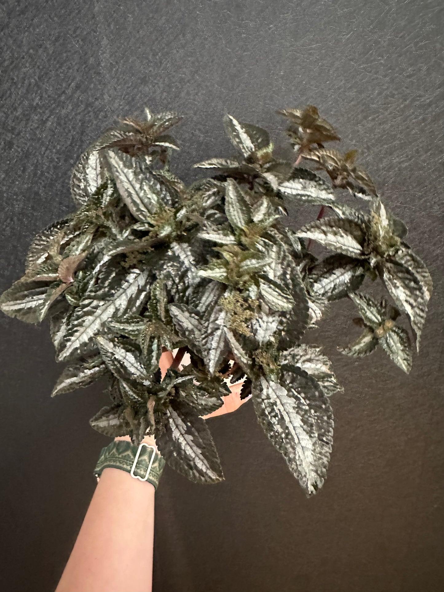 Silver Tree Pilea 5in