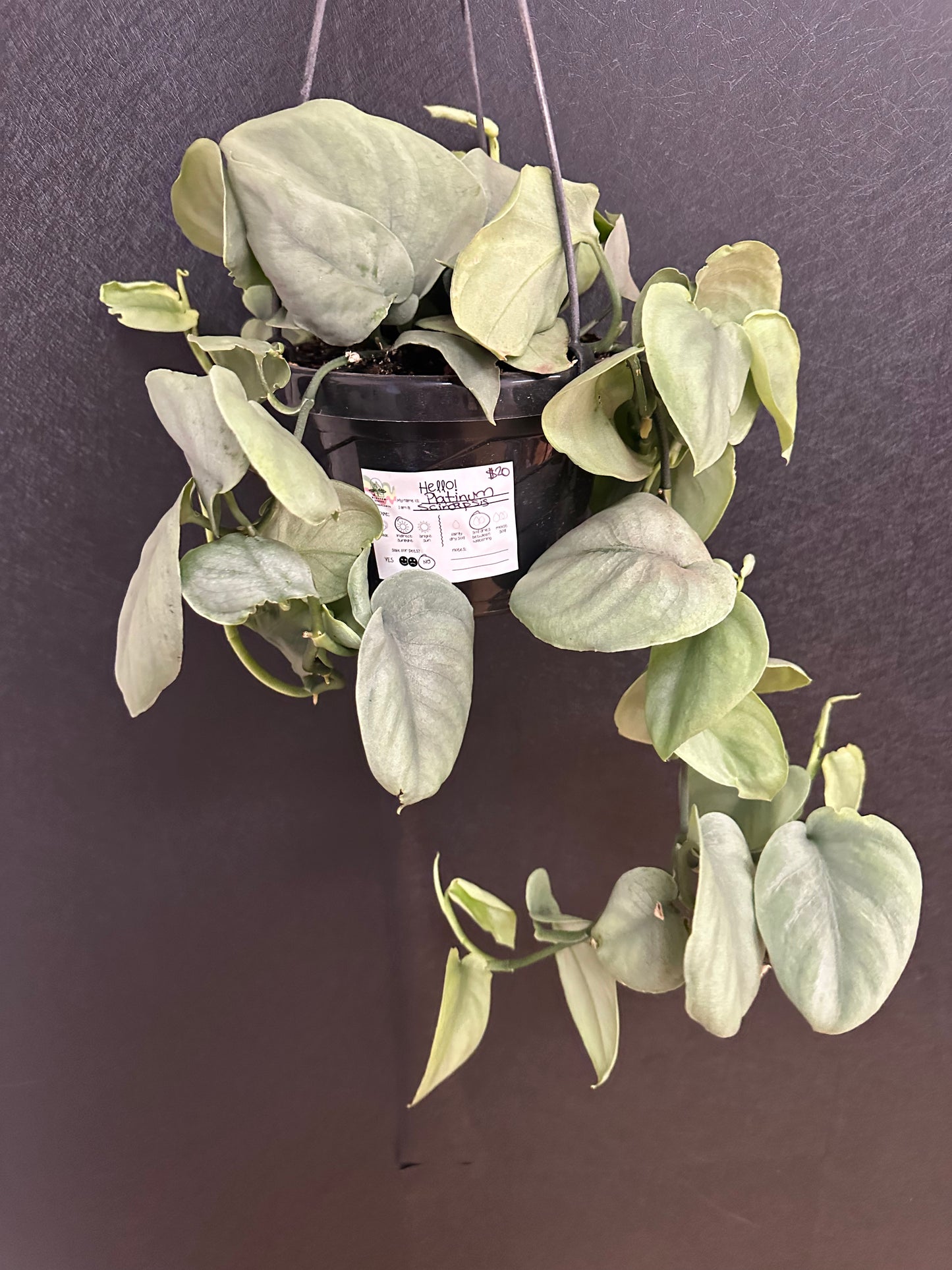 Platinum Scindapsis 6in