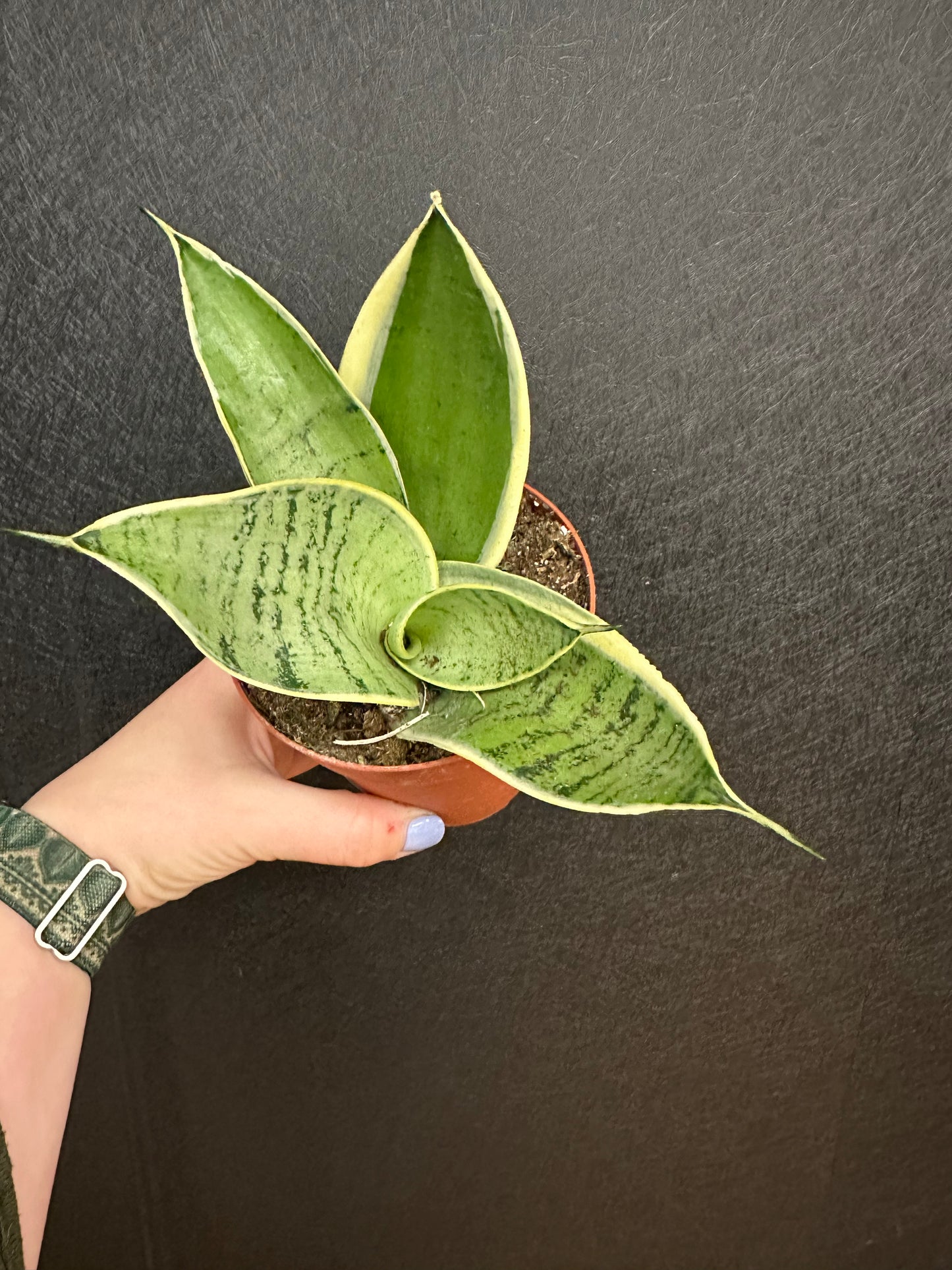 Misty Star Snake 4in