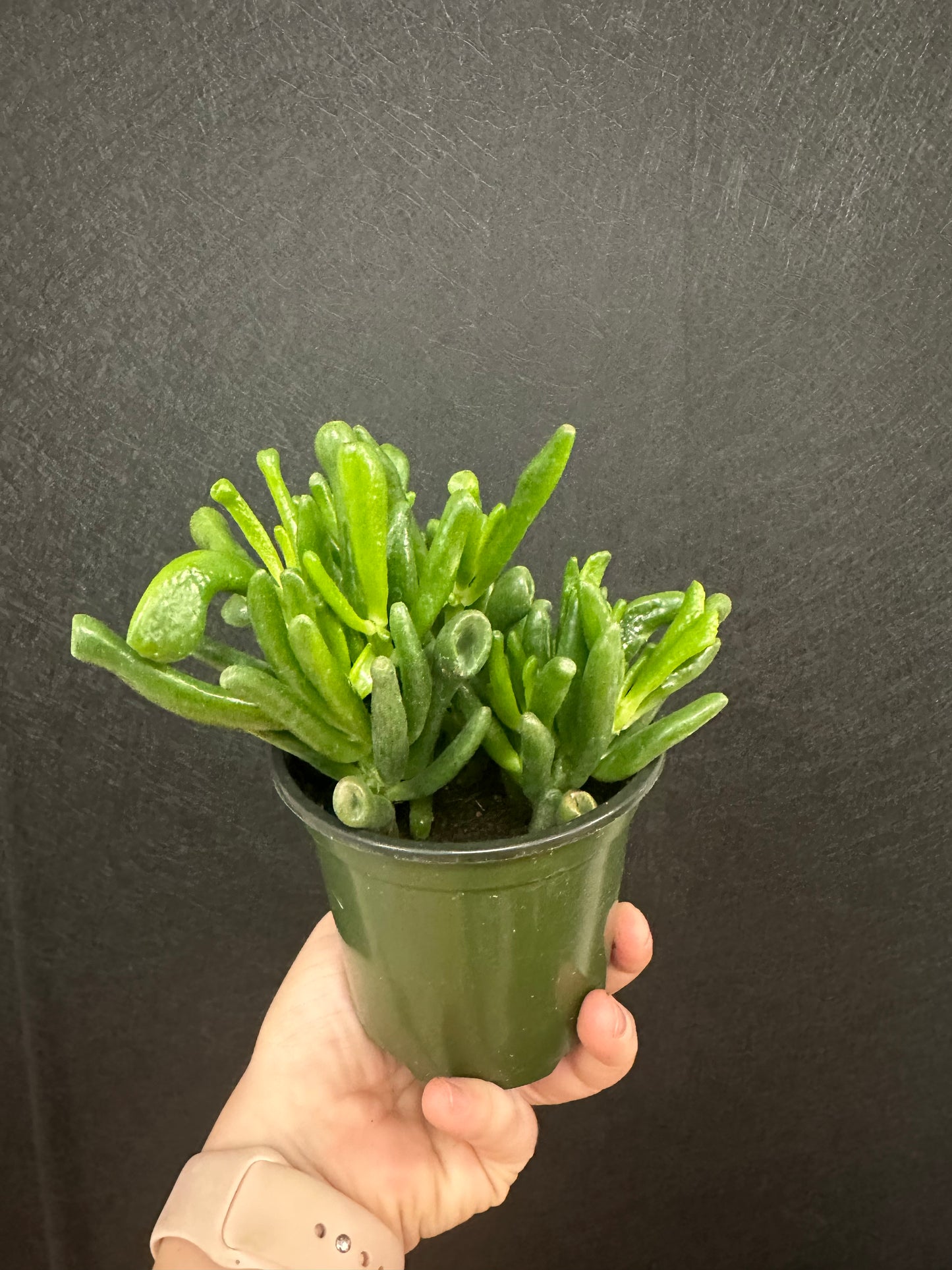 Gollum Jade 4in