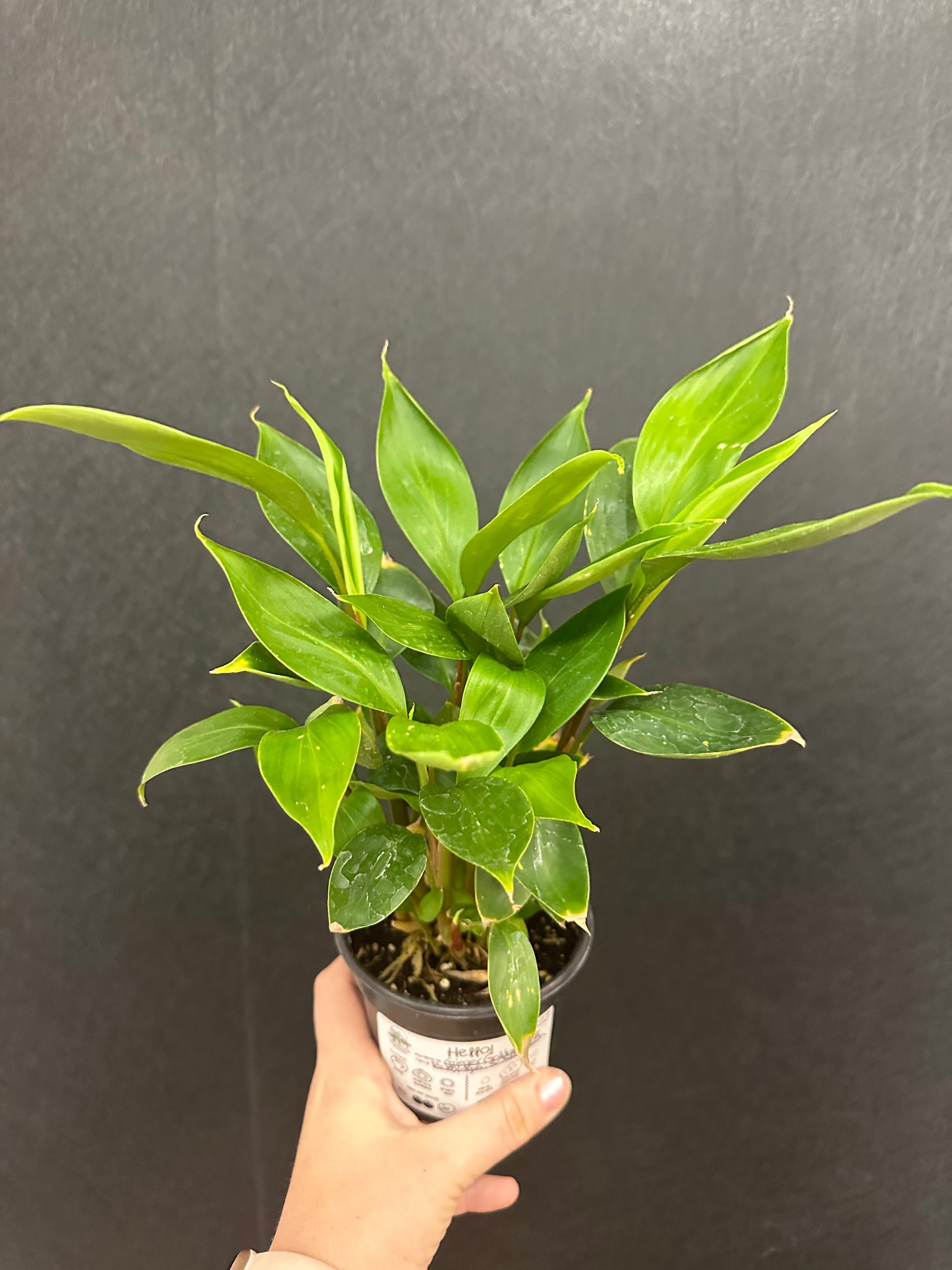 Ginger Golden Bush 4in