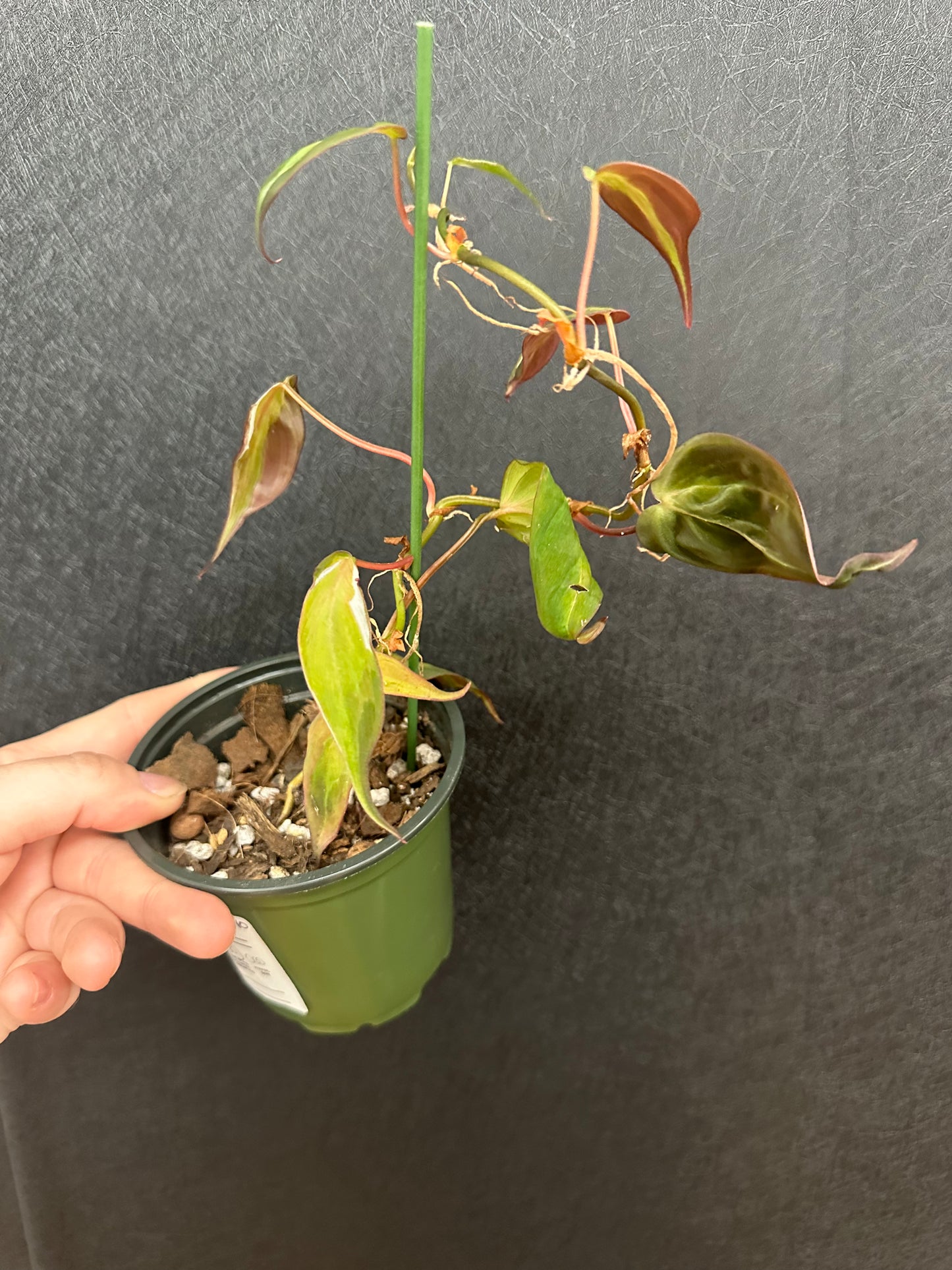 Philodendron Micans Halo 4in