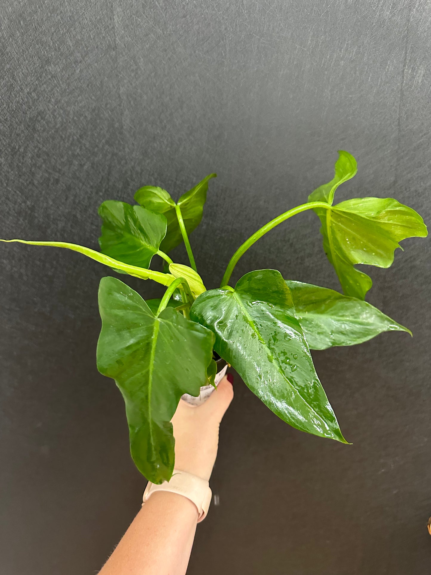 Lime Fiddle Philodendron 4in