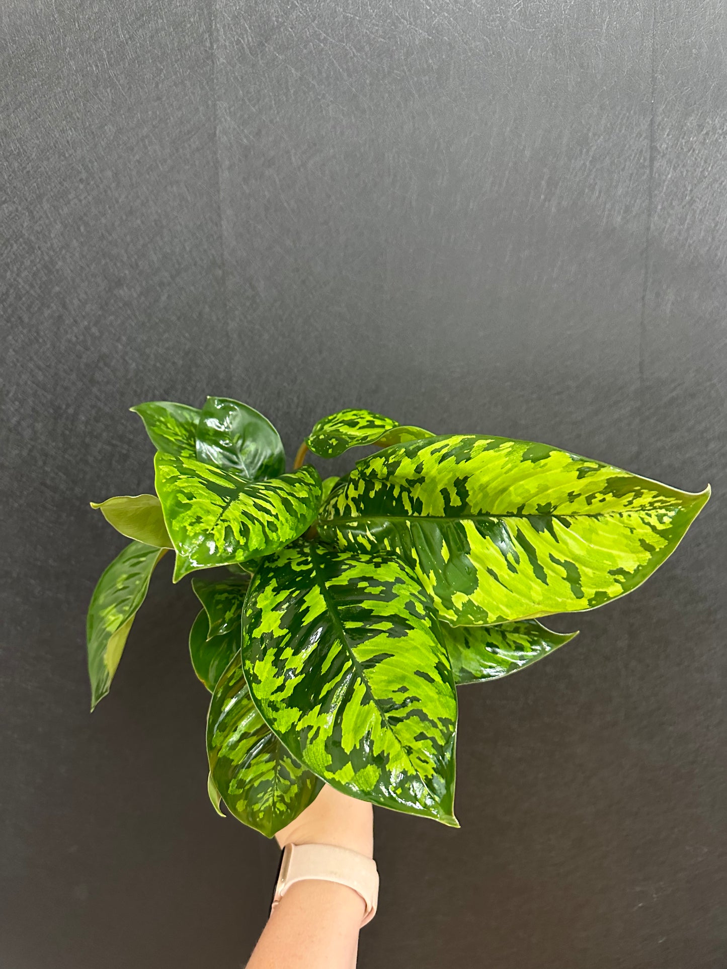 Camo Homalomena 4in